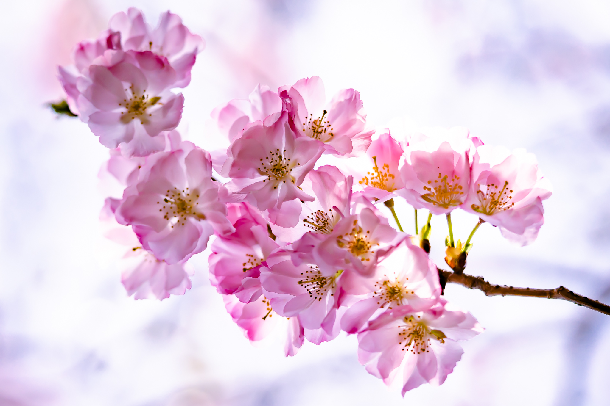 f:id:Paradisia:20220401150034j:plain
