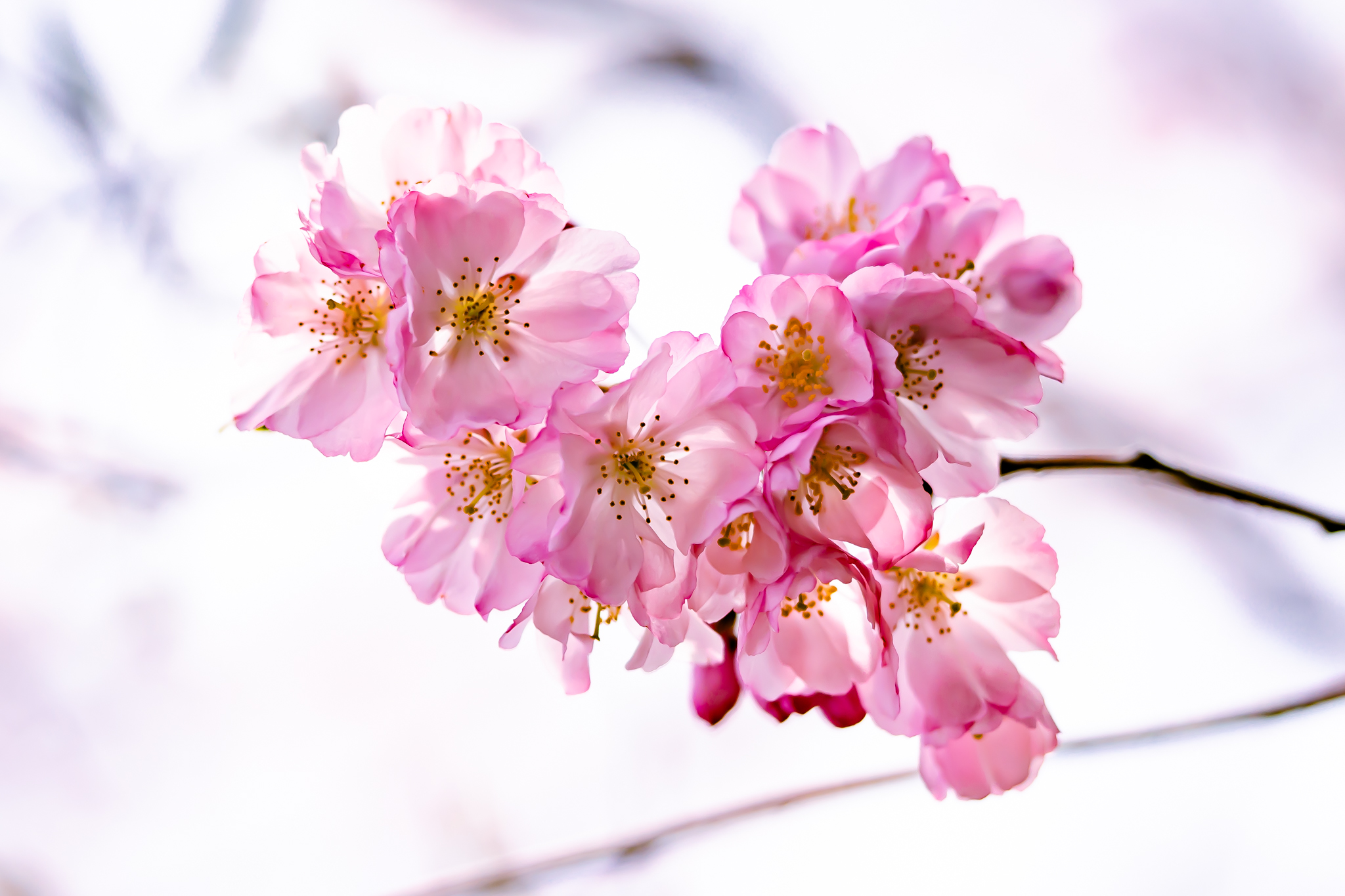 f:id:Paradisia:20220401150046j:plain