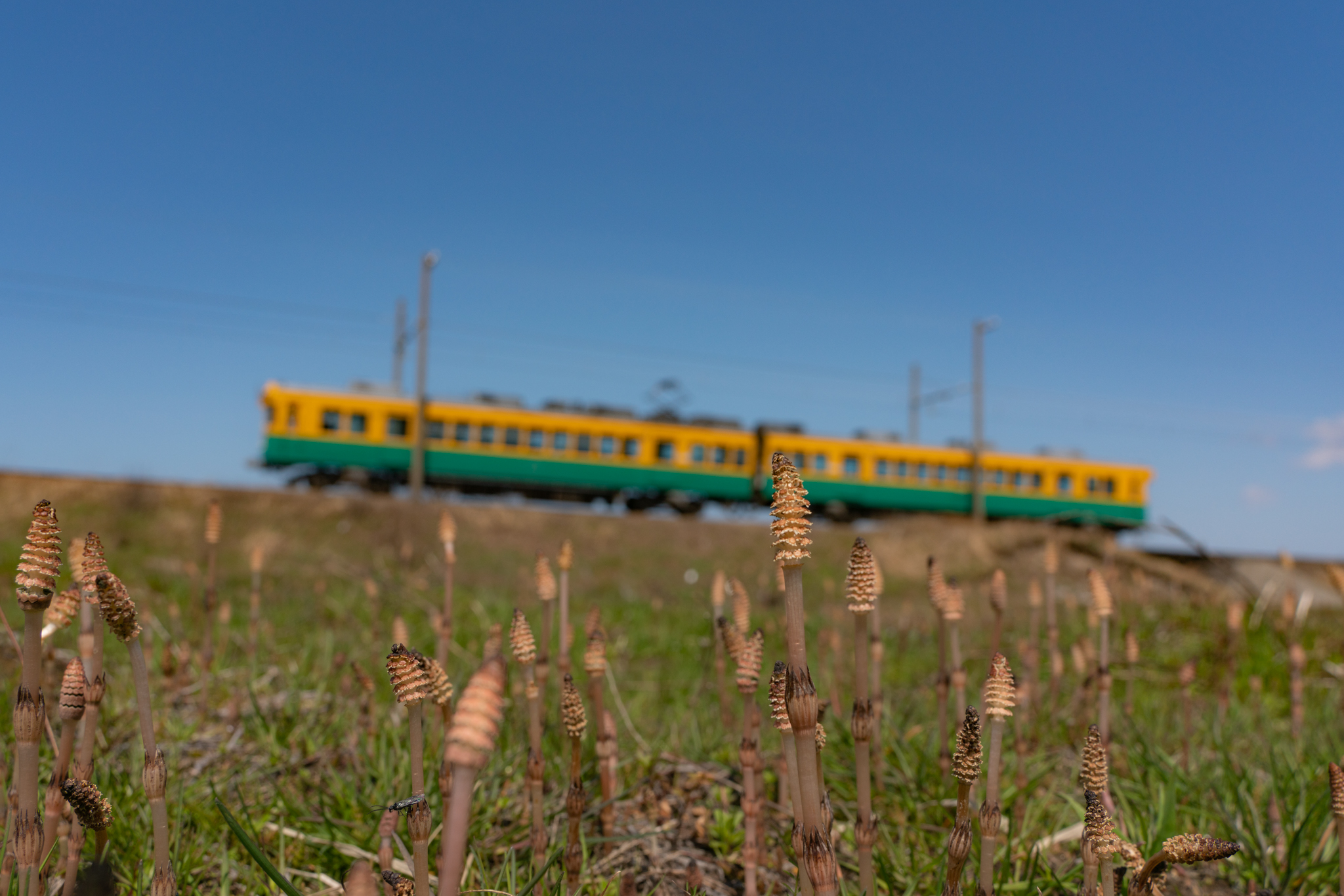 f:id:Paradisia:20220403175903j:plain