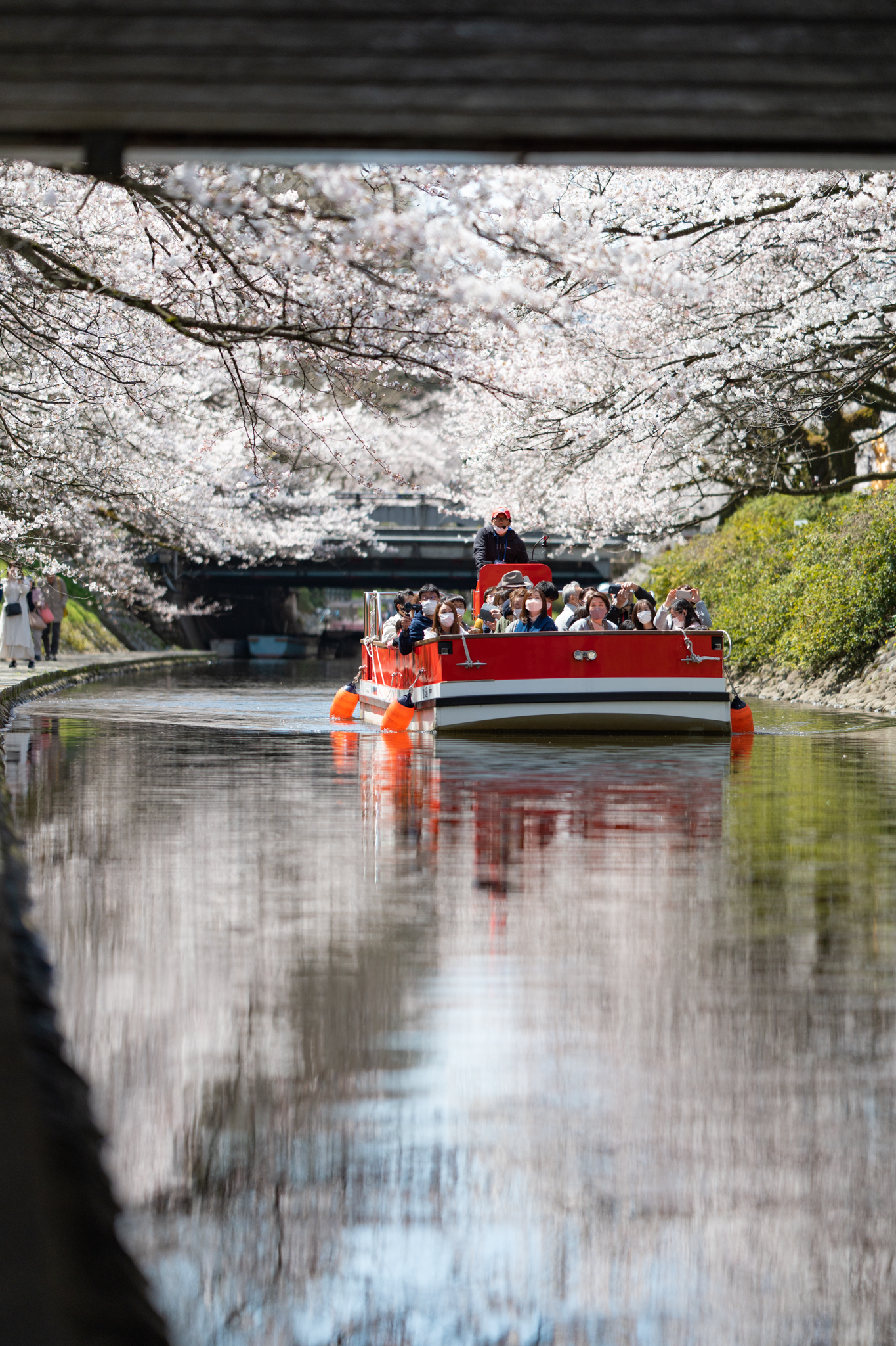 f:id:Paradisia:20220405151616j:plain