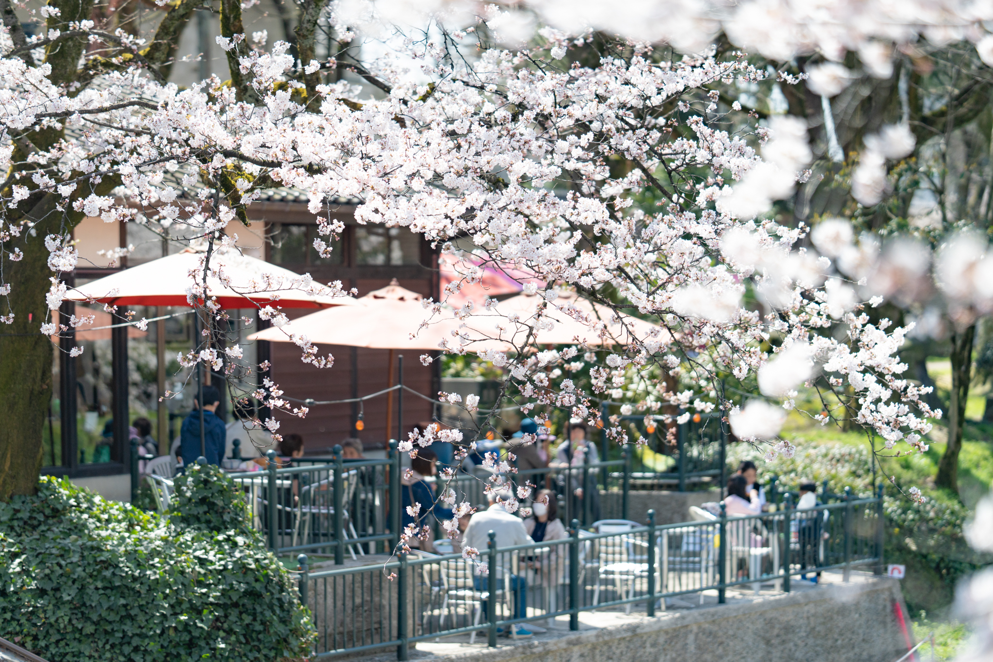 f:id:Paradisia:20220405154418j:plain