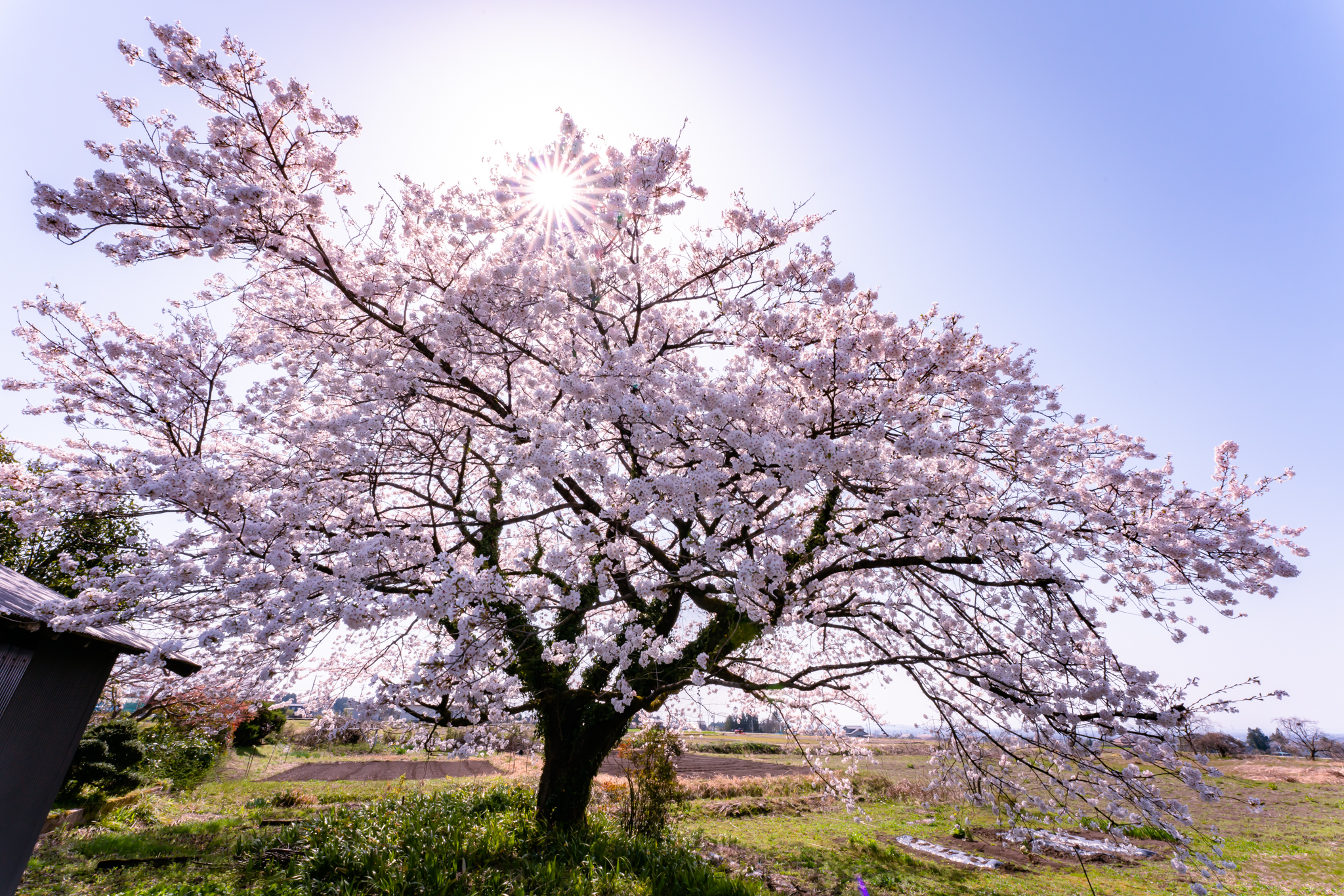 f:id:Paradisia:20220410150922j:plain
