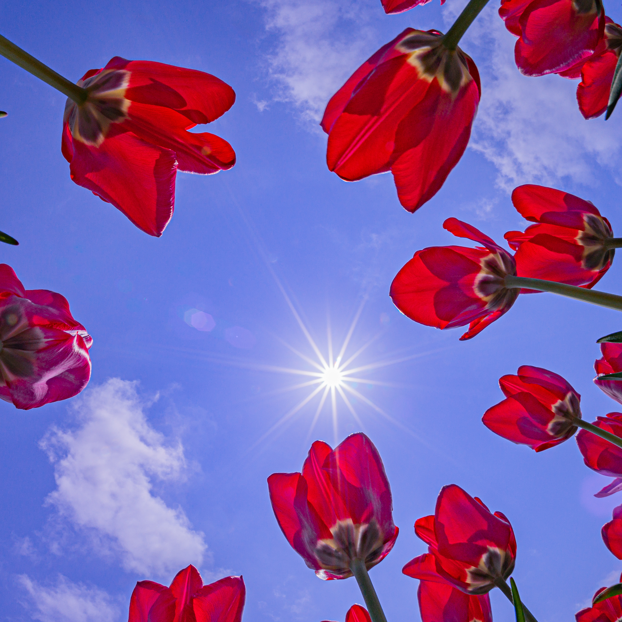 いろいろな花 にゅうぜんフラワーロード22 光と風と薔薇と