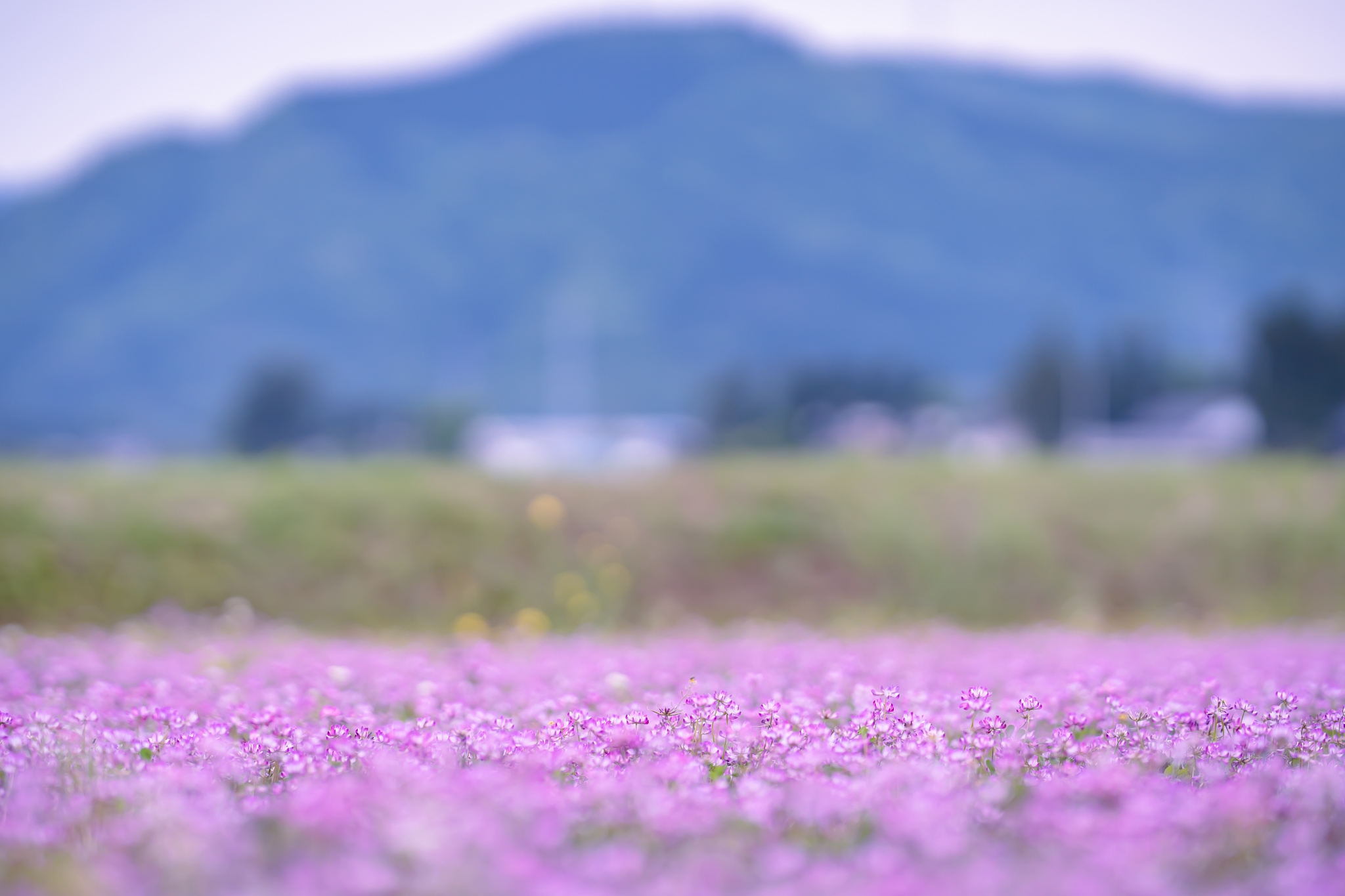 初夏のレンゲ畑 - 光と風と薔薇と