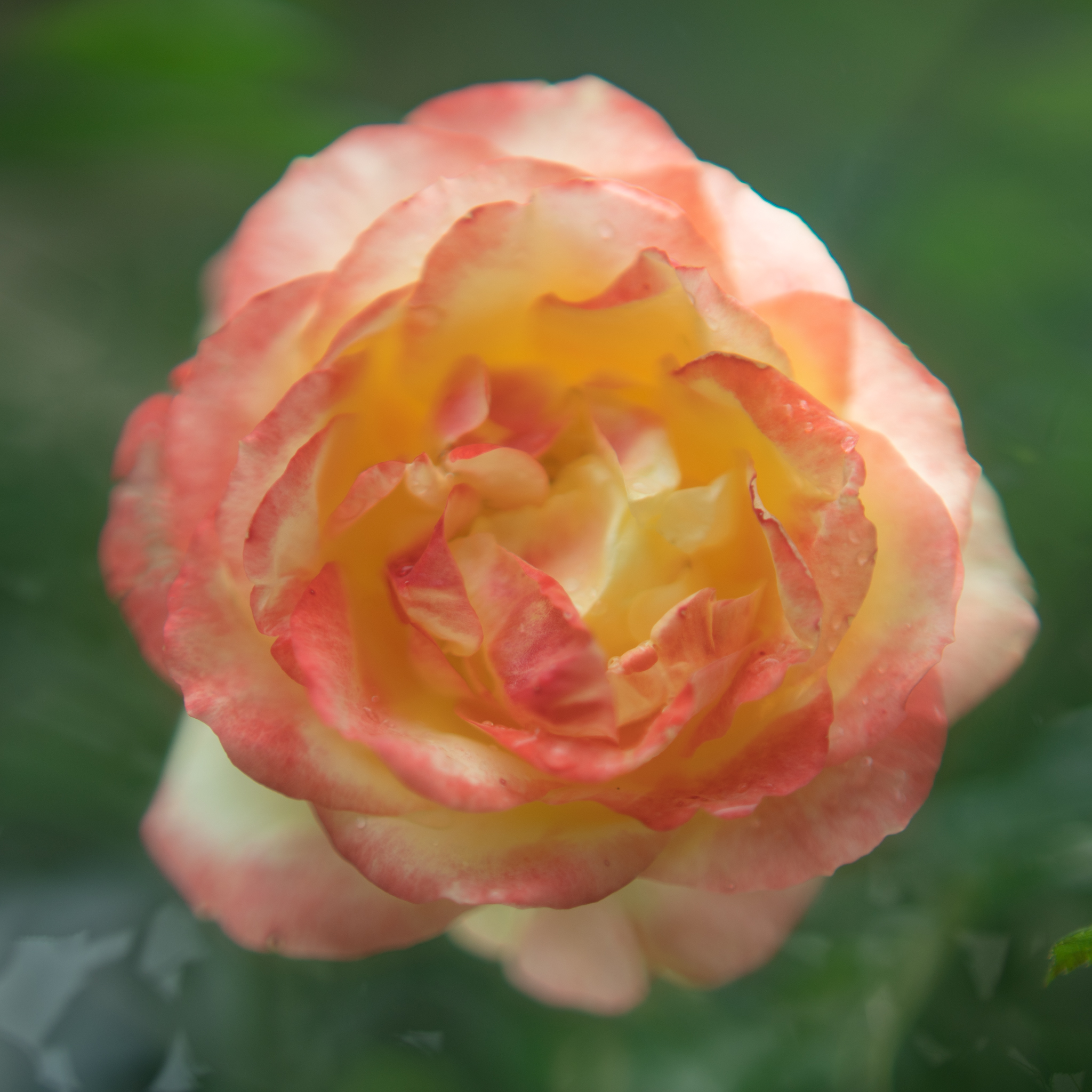 雨上がりのバラ - 光と風と薔薇と
