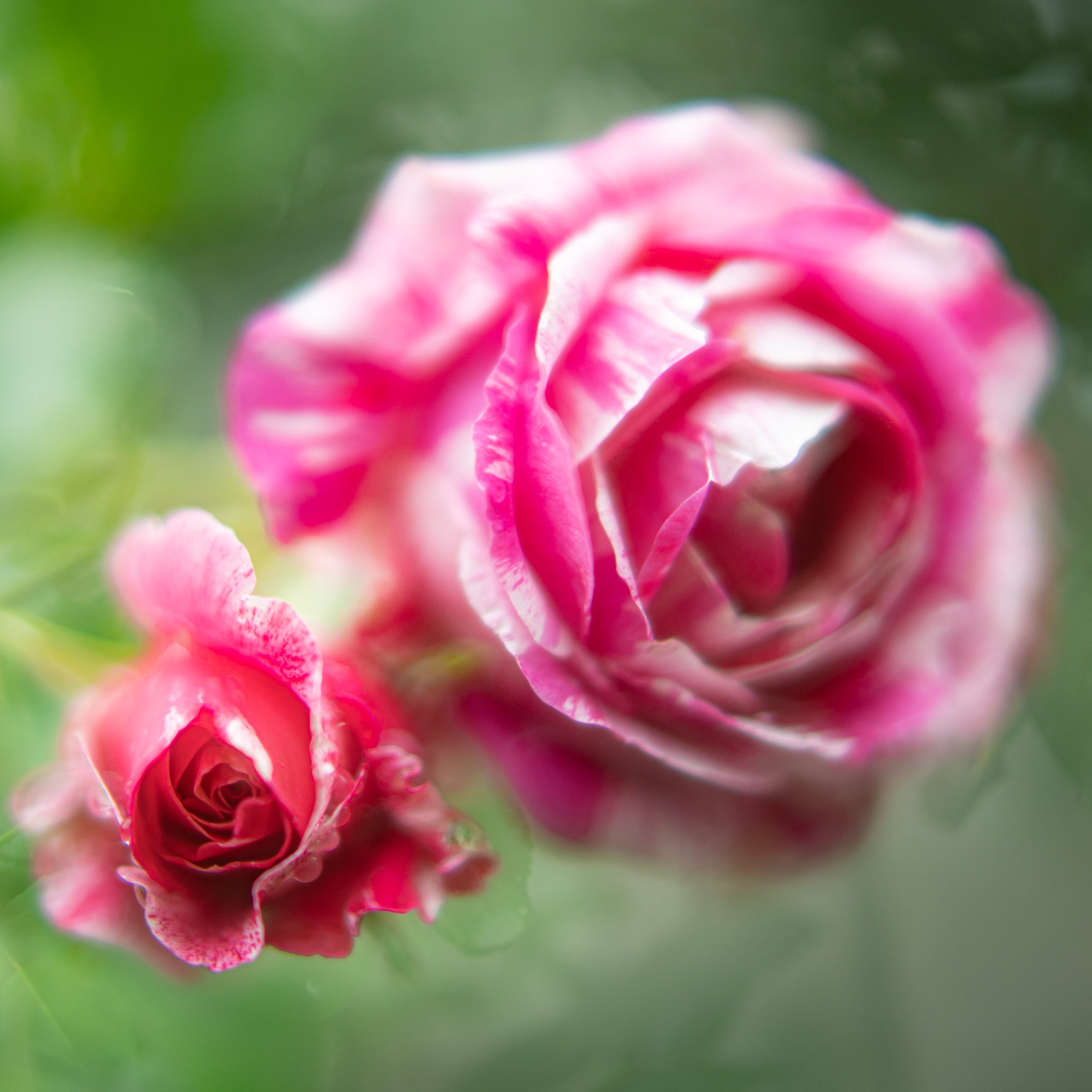 他の方発送×【薔薇】　肉質画 薔薇専門店 Heguri Rose（ヘグリローズ） | 高品質・新鮮・産地