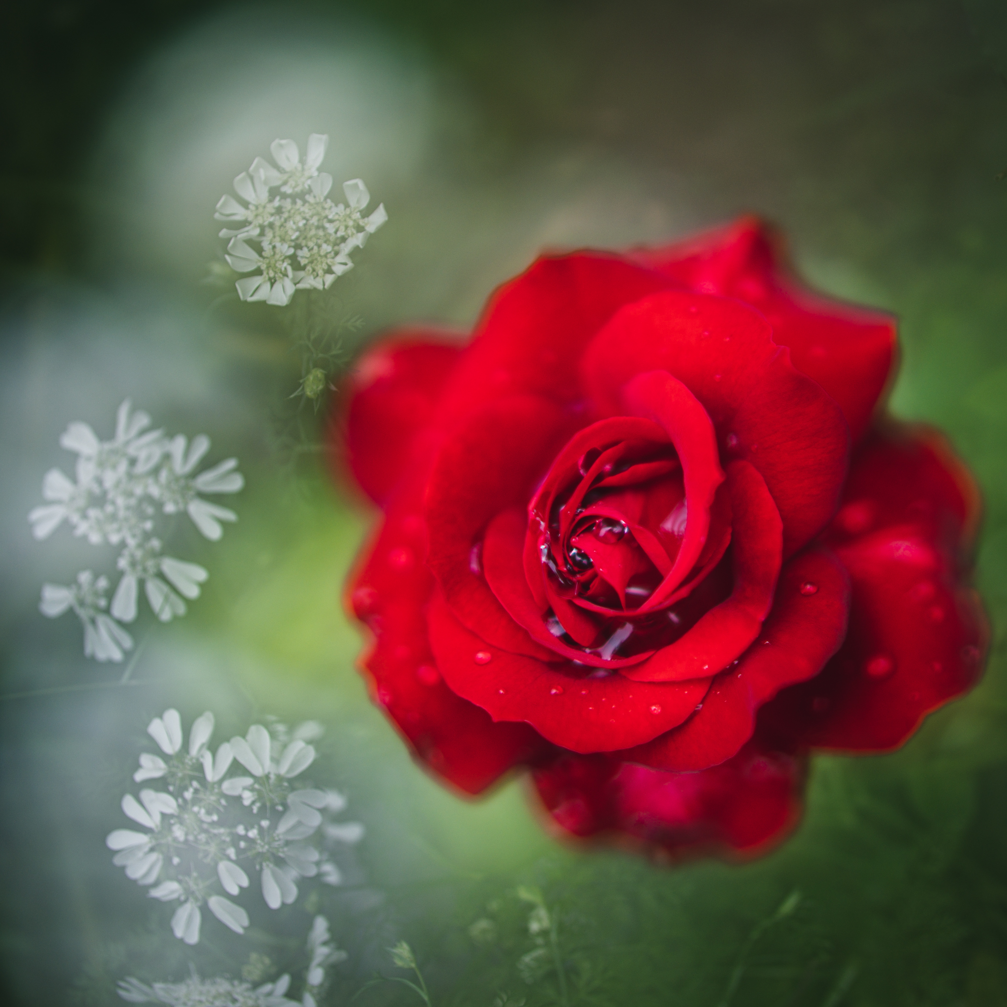 雨上がりのバラ - 光と風と薔薇と