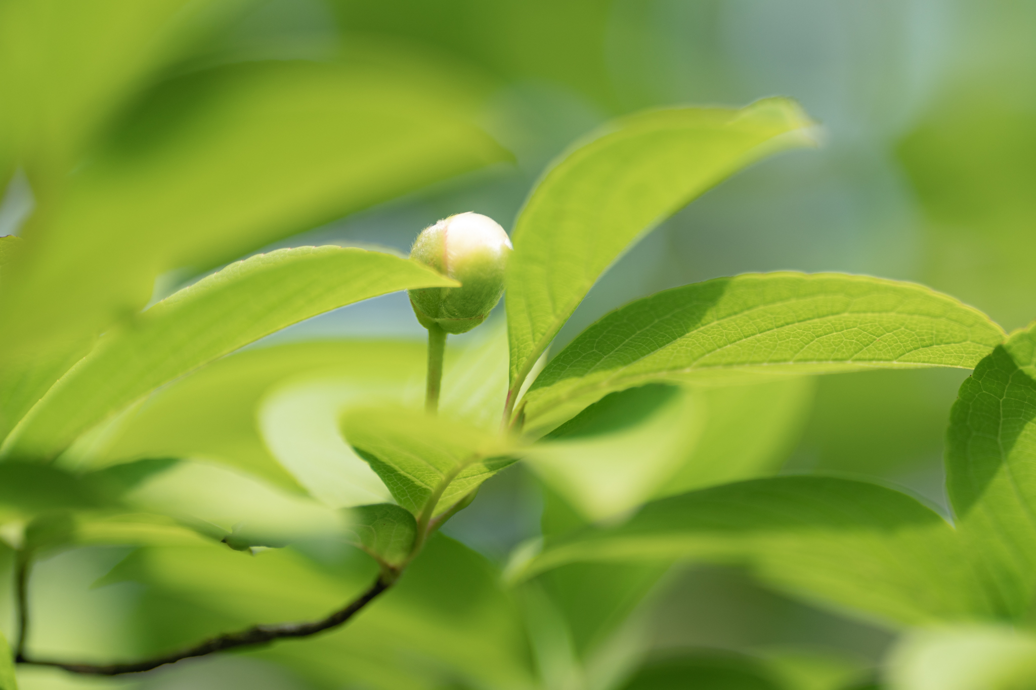 一日花のシャラとヒメシャラ 光と風と薔薇と