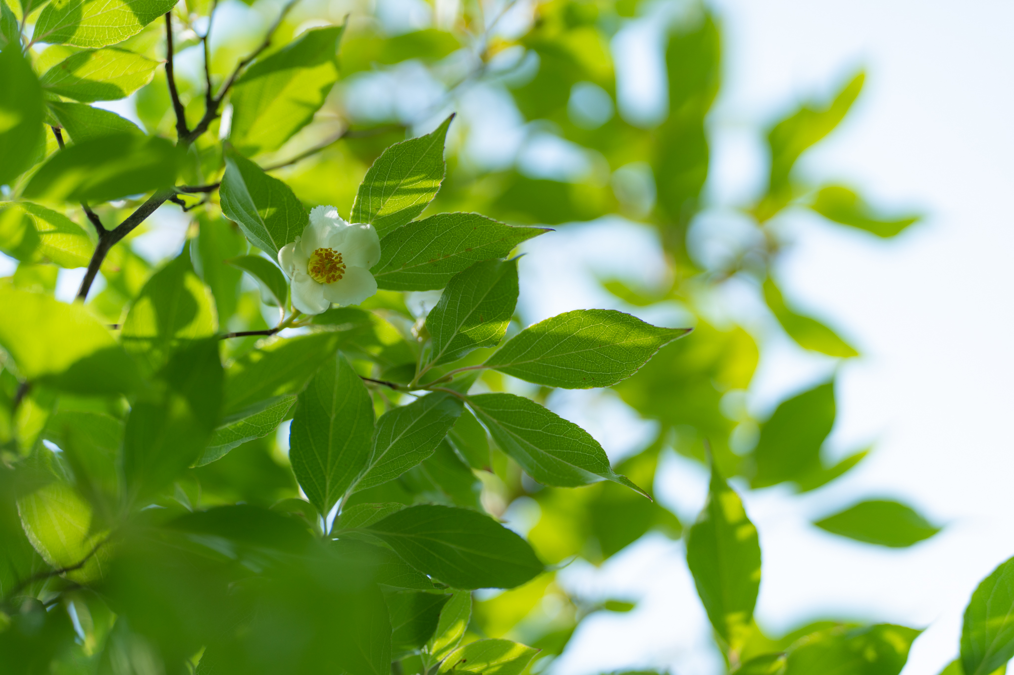 一日花のシャラとヒメシャラ 光と風と薔薇と 一日花のシャラとヒメシャラ 光と風と薔薇と