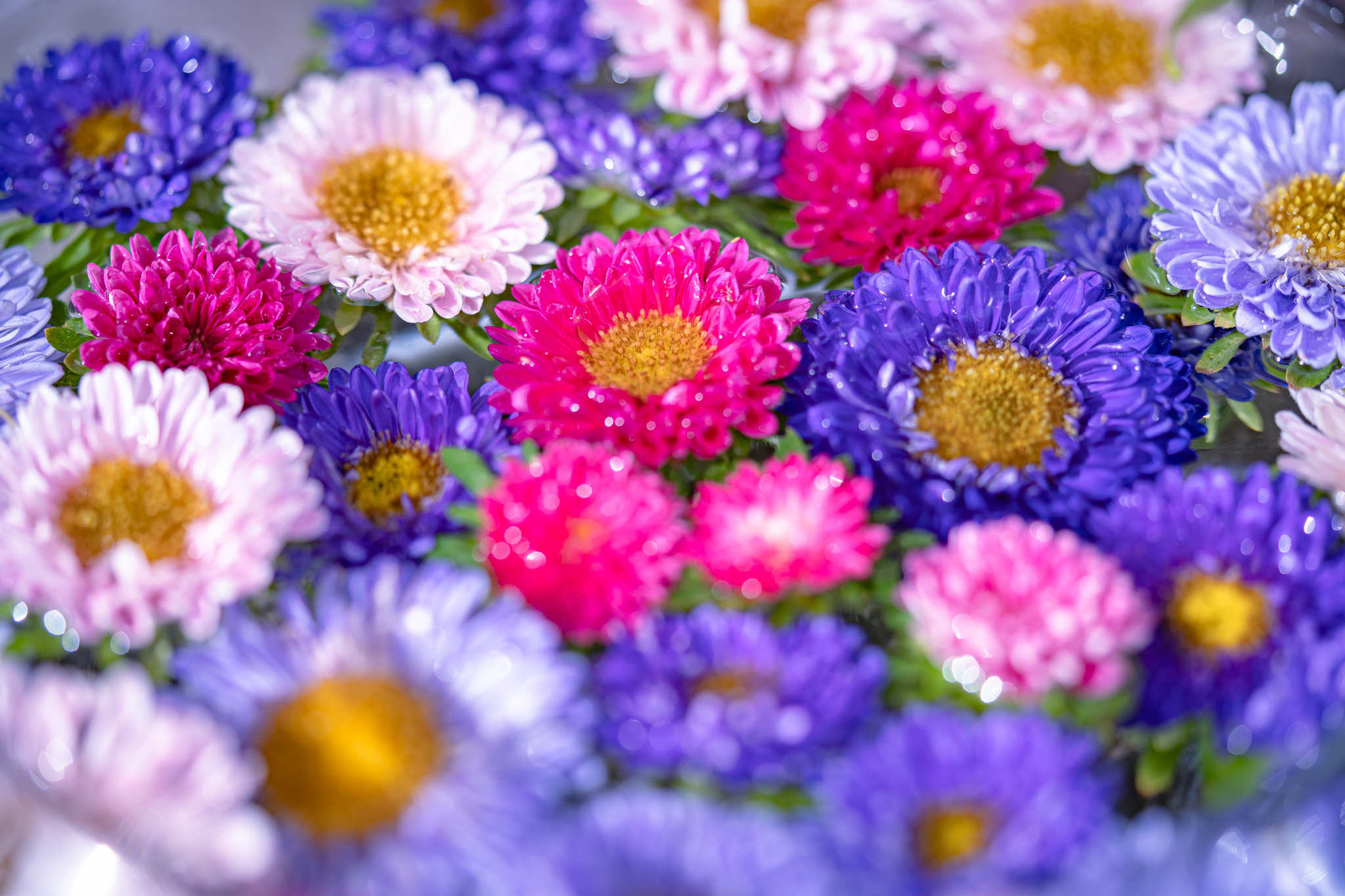 アスターの水鉢 光と風と薔薇と
