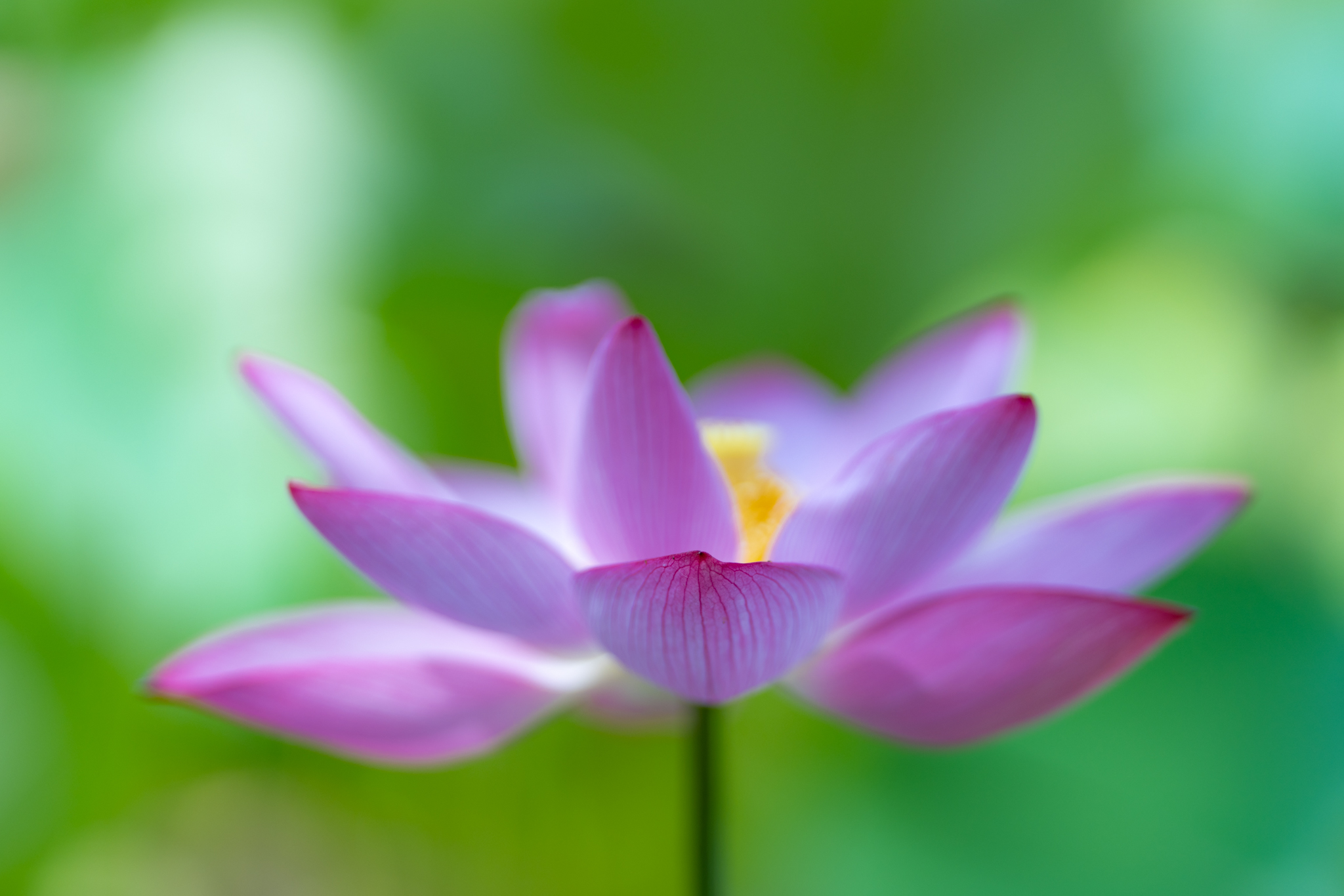 2000年前からの大賀ハス - 光と風と薔薇と