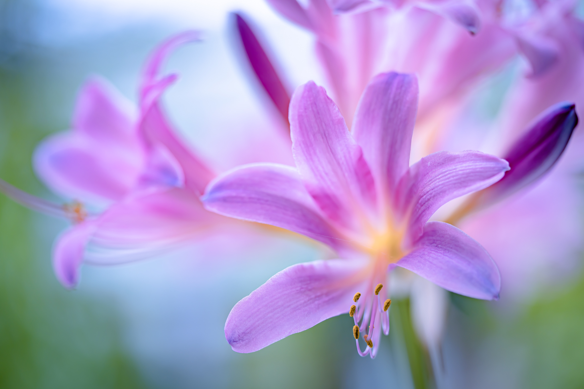 夏のピンク ナツズイセン 光と風と薔薇と