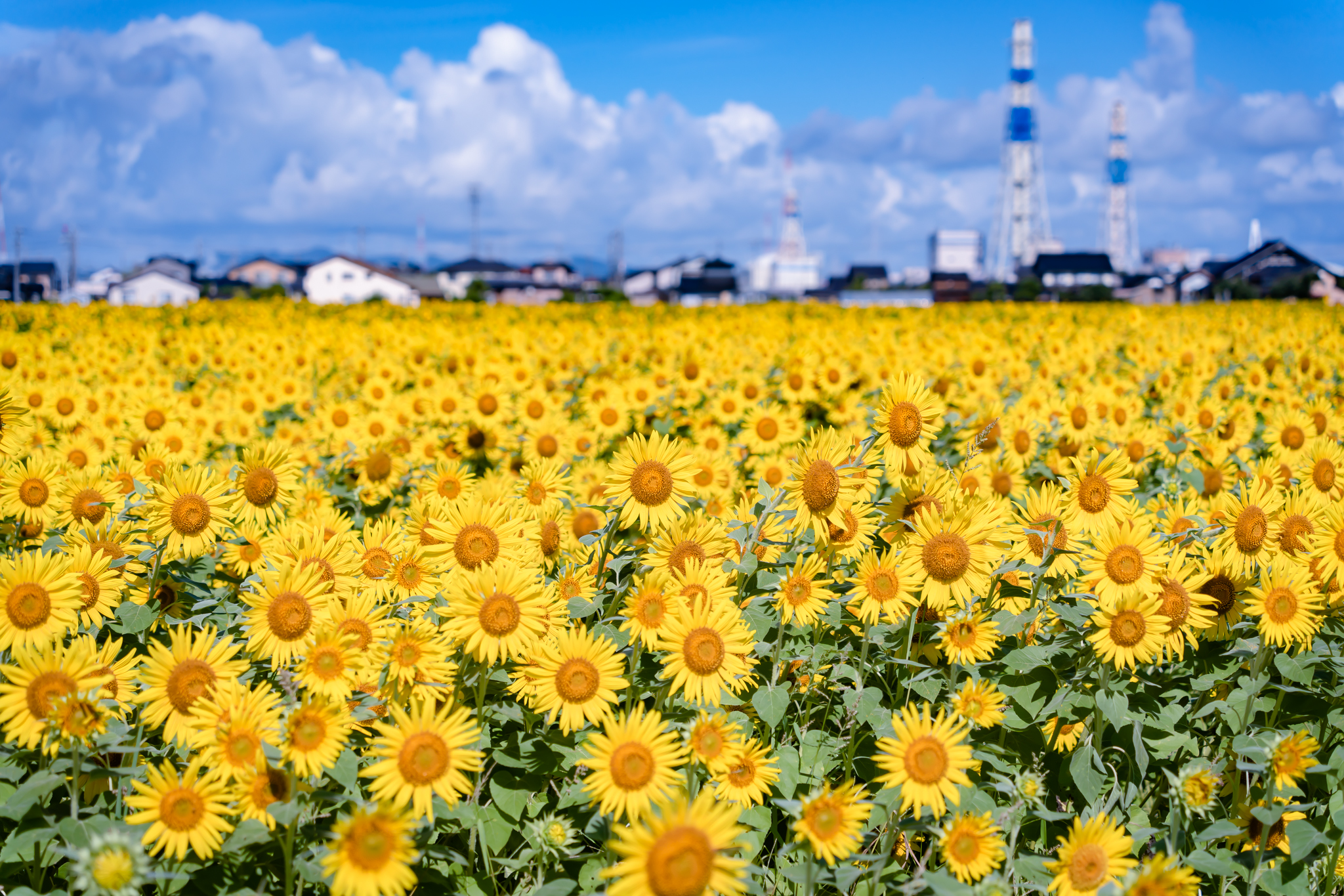 射水市七美のヒマワリ - 光と風と薔薇と