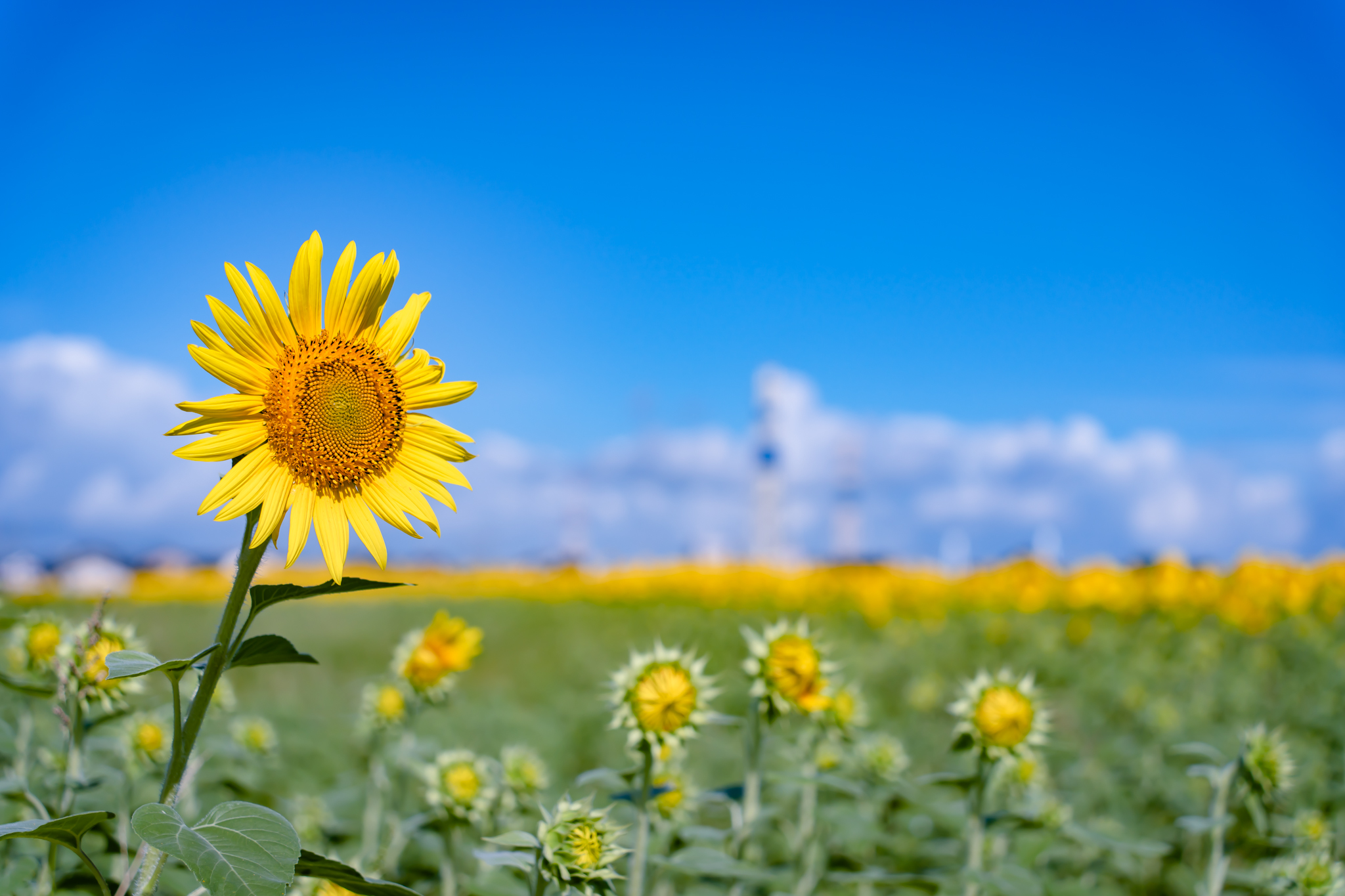 ヒマワリ みはらしの里では、ヒマワリが3分咲きとなりました。 夏の青空に映える