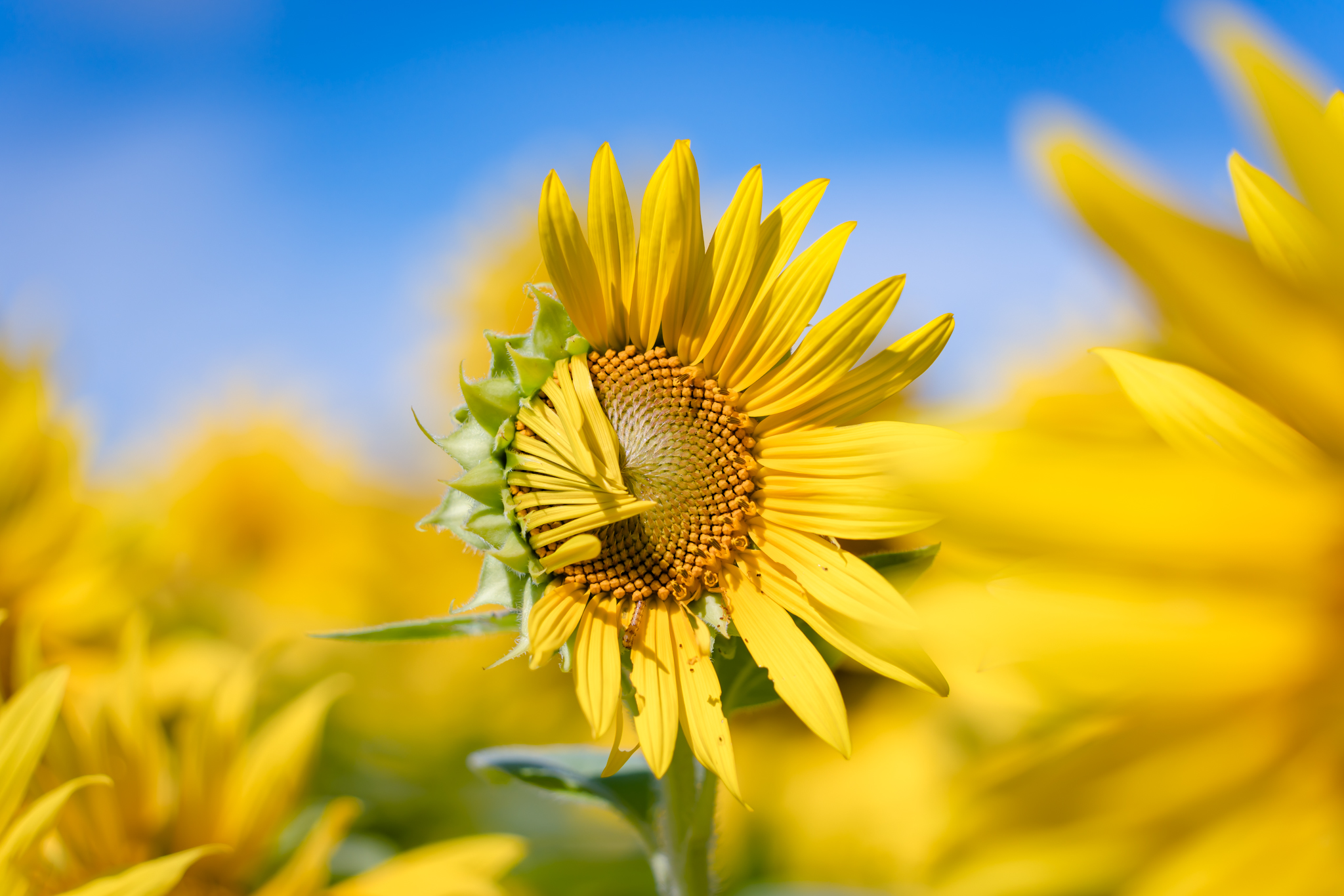 ヒマワリ ?media_id=3430783887794540691