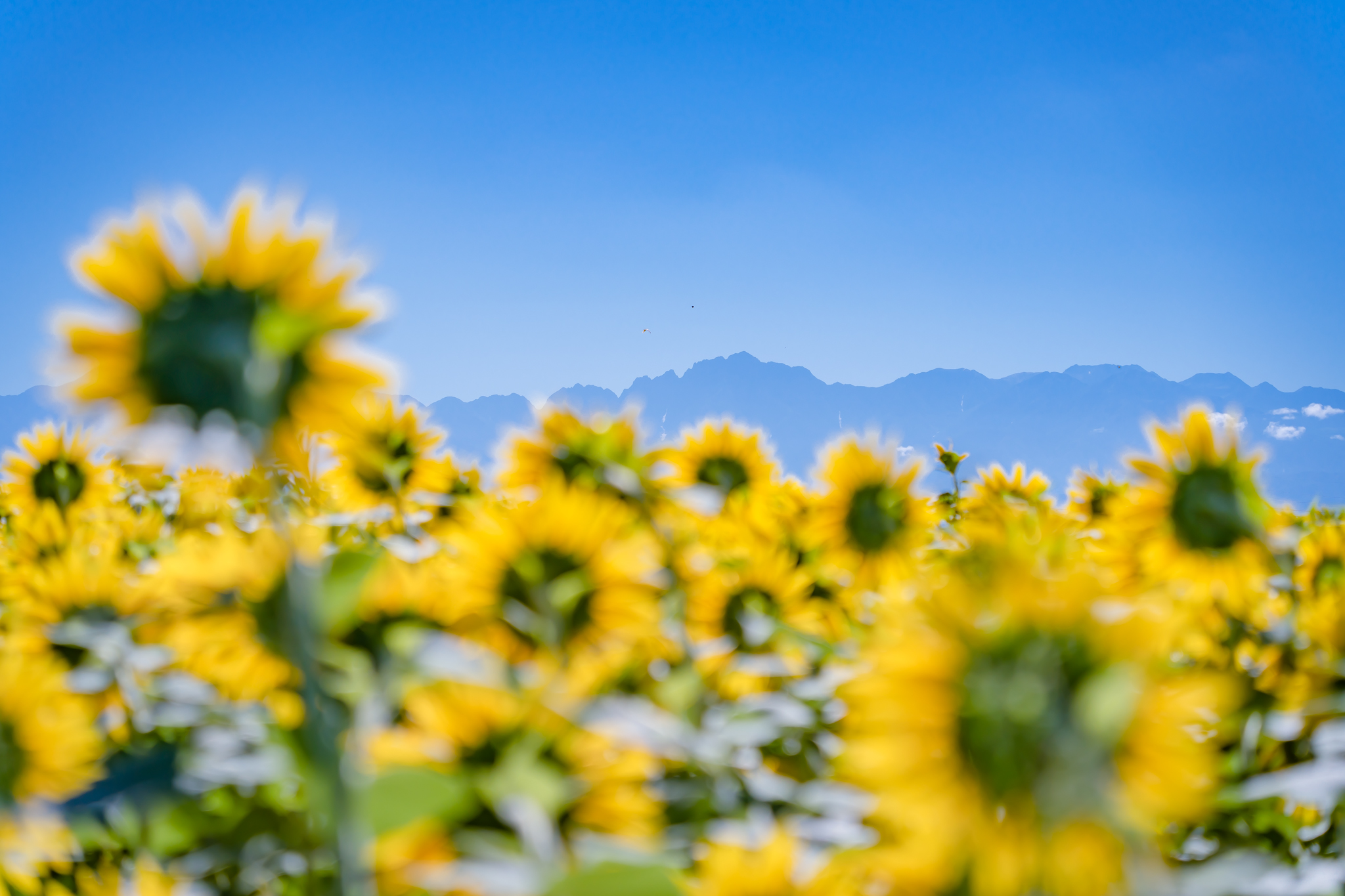 ヒマワリ ?media_id=3430783887794540691