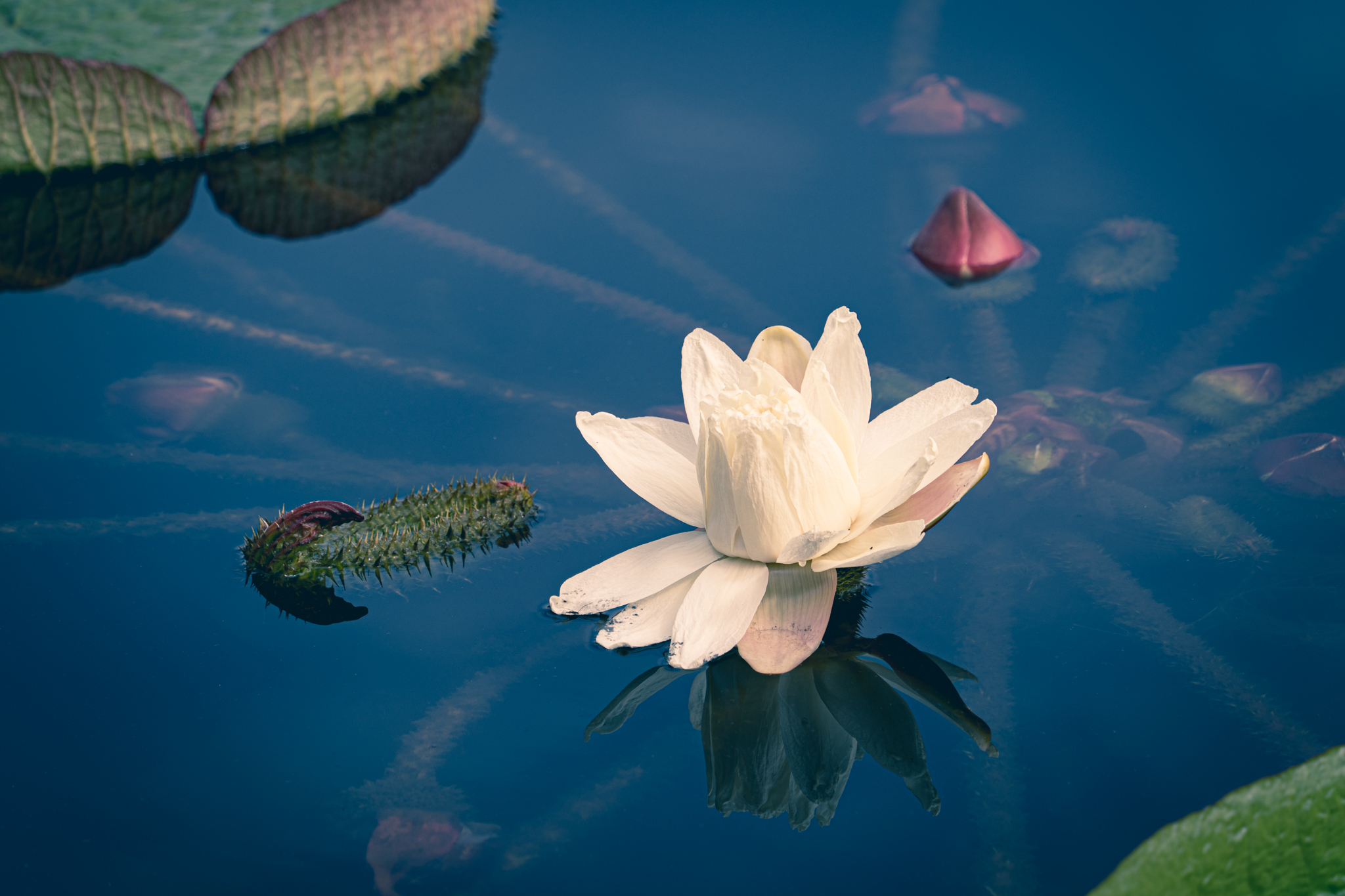 2日めはピンクになって沈む花 オオオニバス 光と風と薔薇と