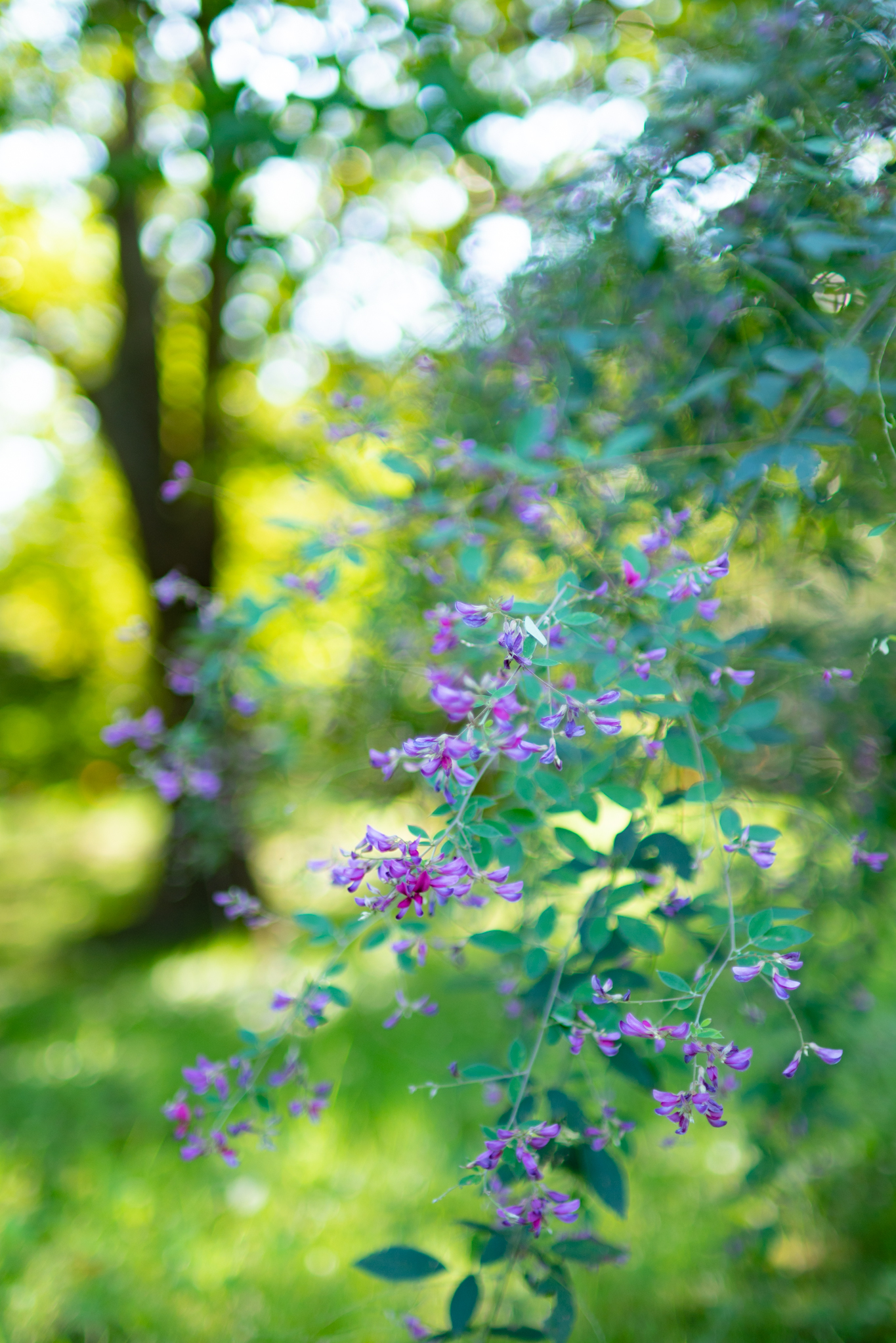 しなやかな秋の花 - 光と風と薔薇と