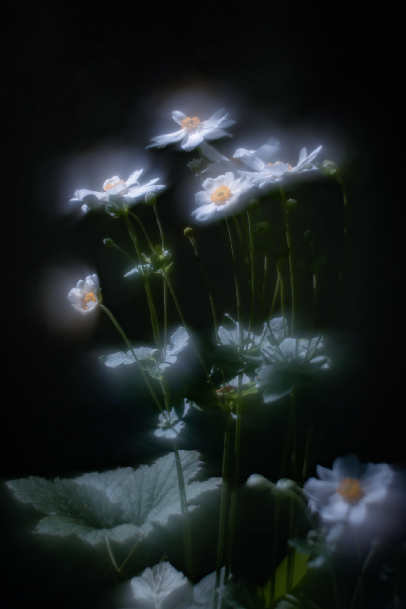 ◆Meyer-Optik Gorlitz◆ Orestor 135mm F2.8 ボケモンスター？：Meyer-Optik Gorlitz Orestor 2.8/135 - レンズを