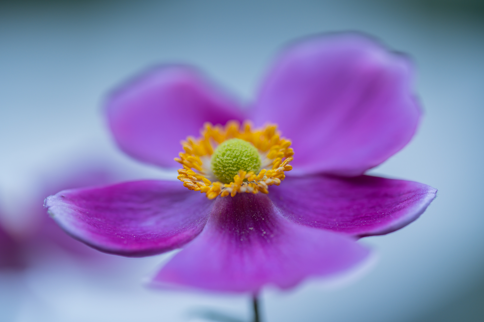 不揃いのシュウメイギク 光と風と薔薇と