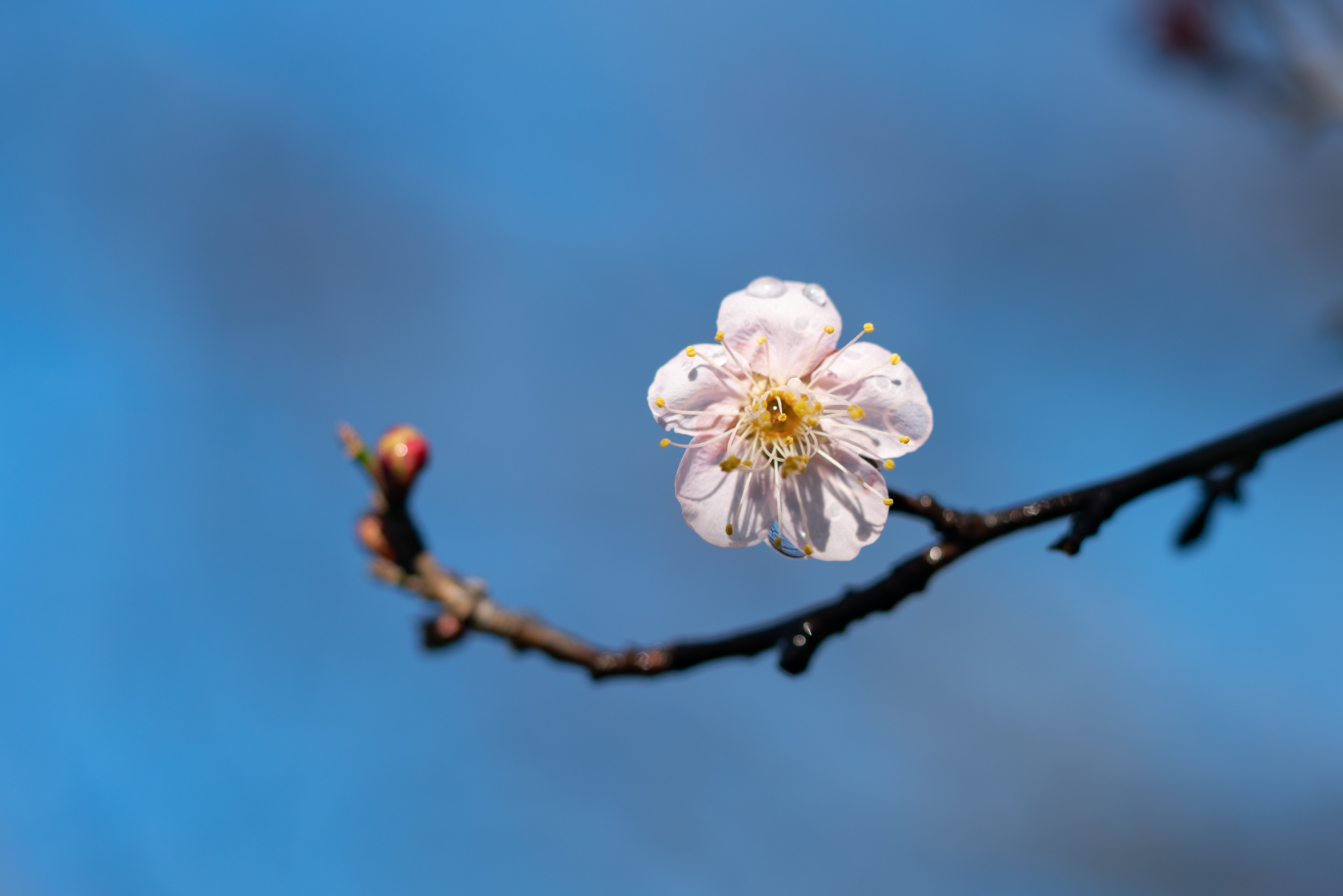 咲き始めた梅の花 - 光と風と薔薇と