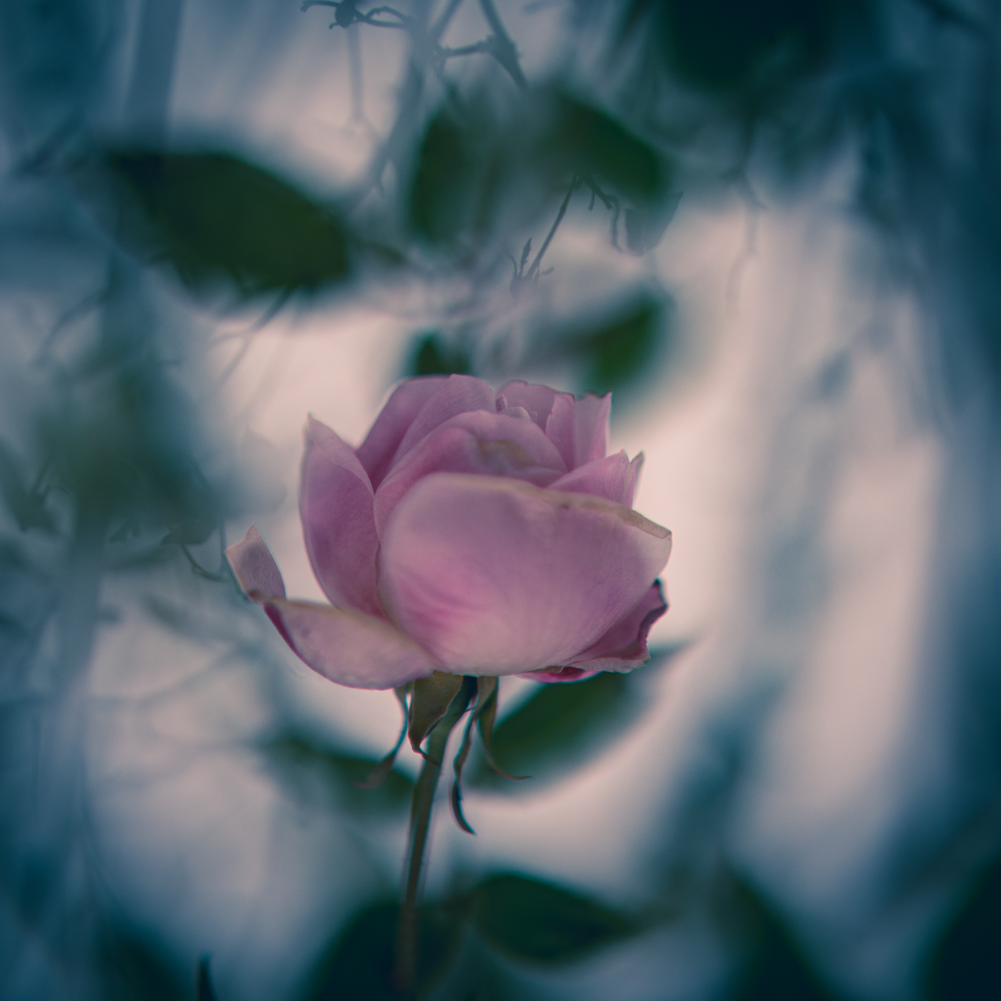 冬に咲くバラ - 光と風と薔薇と