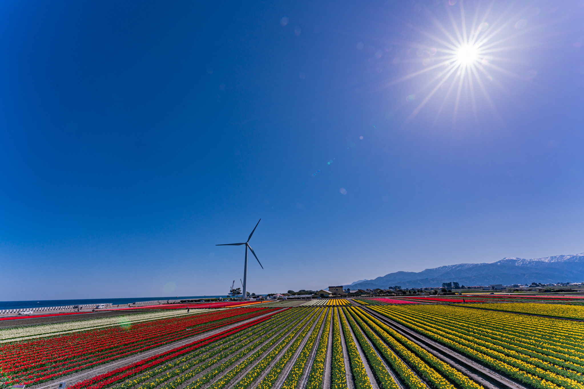 象と風船 大きな風車とSEP船：にゅうぜんフラワーロード2023 - 光と風と薔薇と