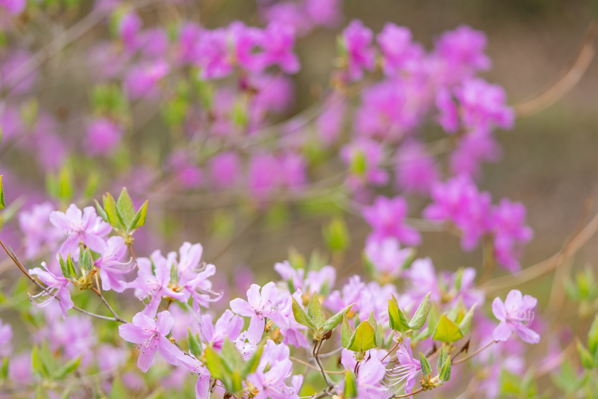 トウゴクミツバツツジ/大株【現品発送】管理70804 トウゴクミツバツツジ/大株管理70136