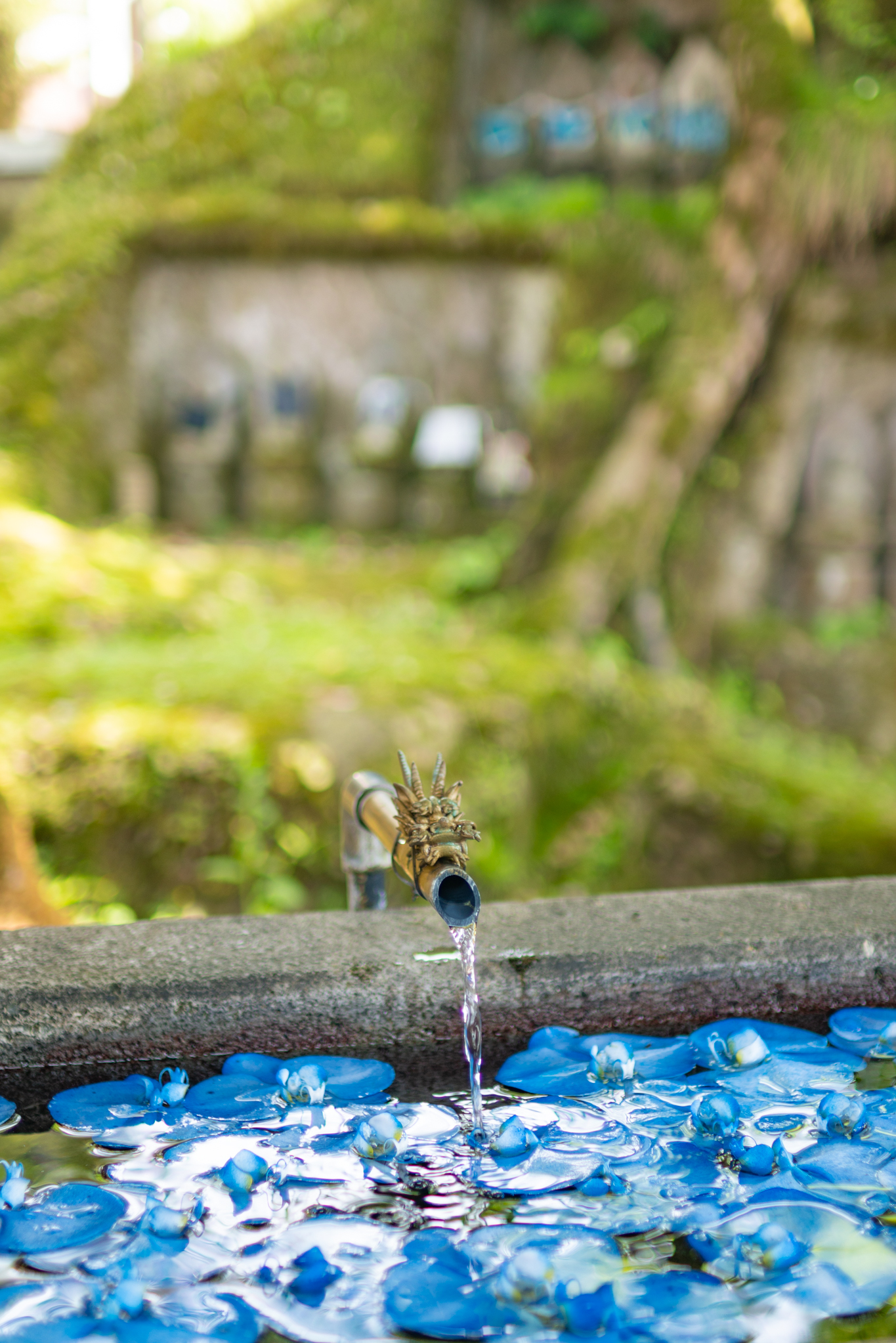 コチョウランの花手水：大岩山日石寺 - 光と風と薔薇と