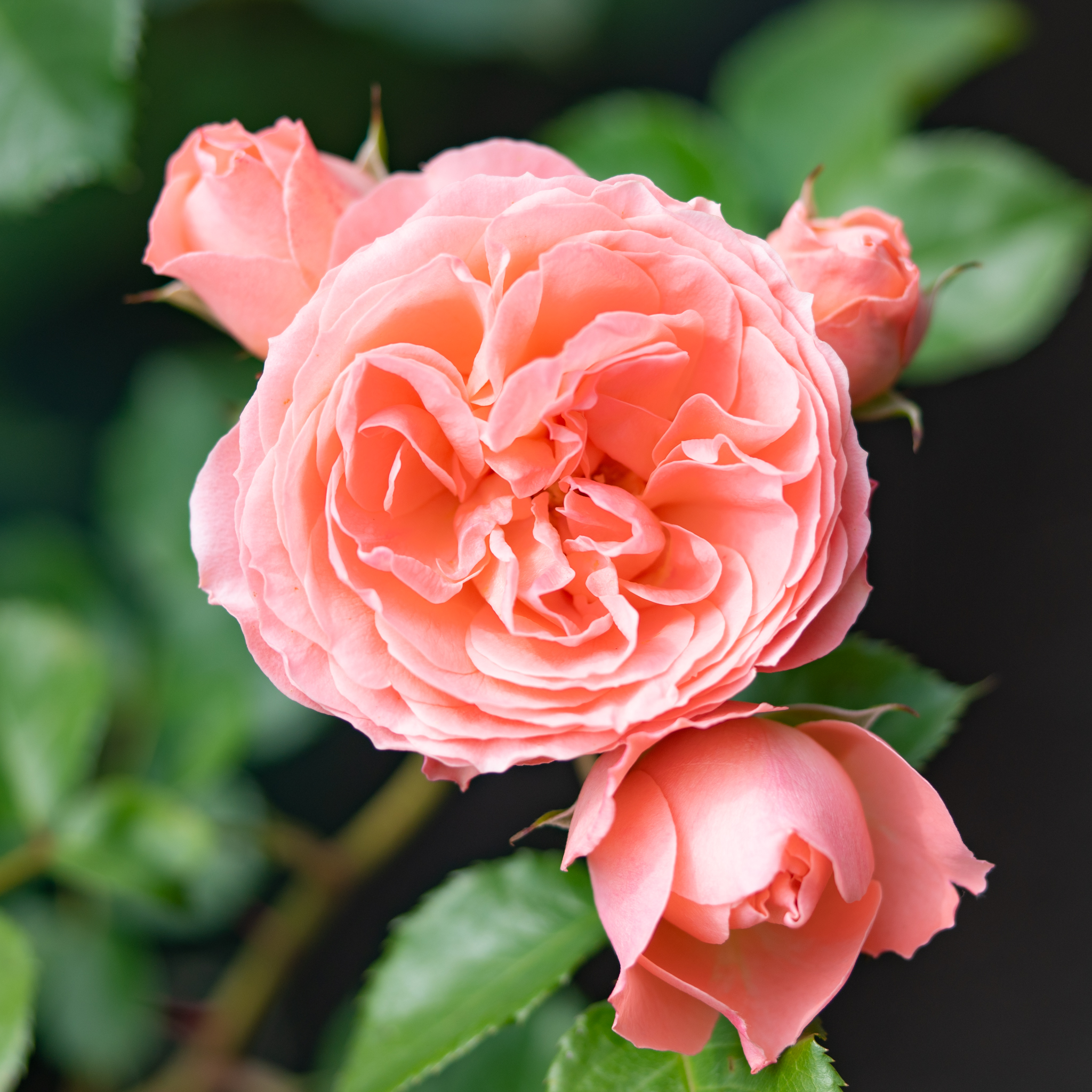 紗様　小輪フリル　モルゲンロート　サーモンピンク 七五三(7歳結び帯)Y437【正絹】サーモンピンク 鈴に桜梅橘 | 着物