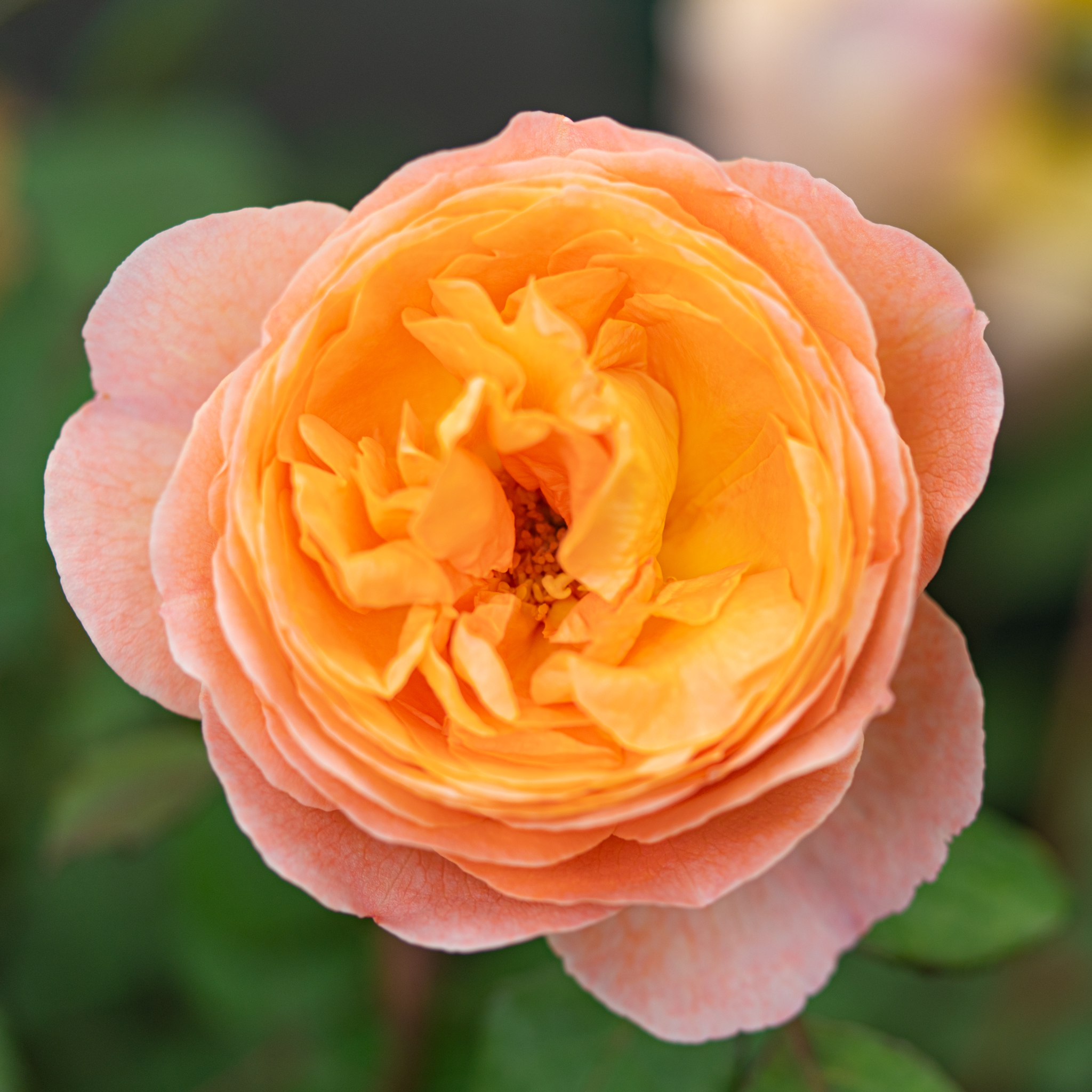 サーモンピンクのブリティッシュローズ - 光と風と薔薇と