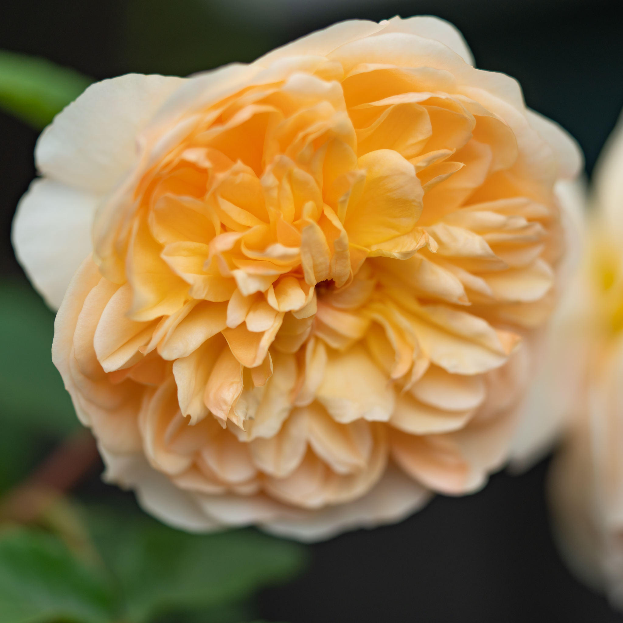 サーモンピンクのブリティッシュローズ - 光と風と薔薇と