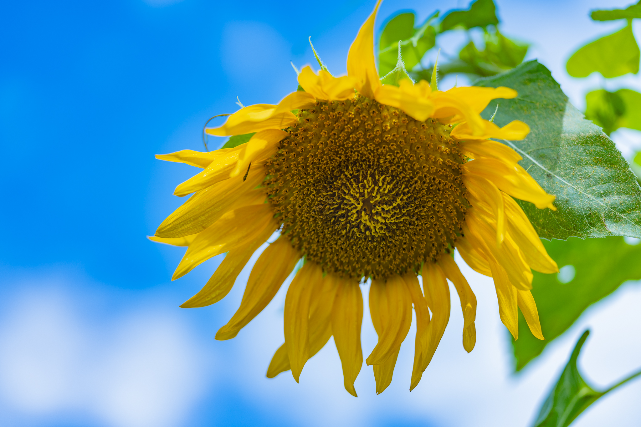 おしべの中からめしべが登場：ひまわり - 光と風と薔薇と