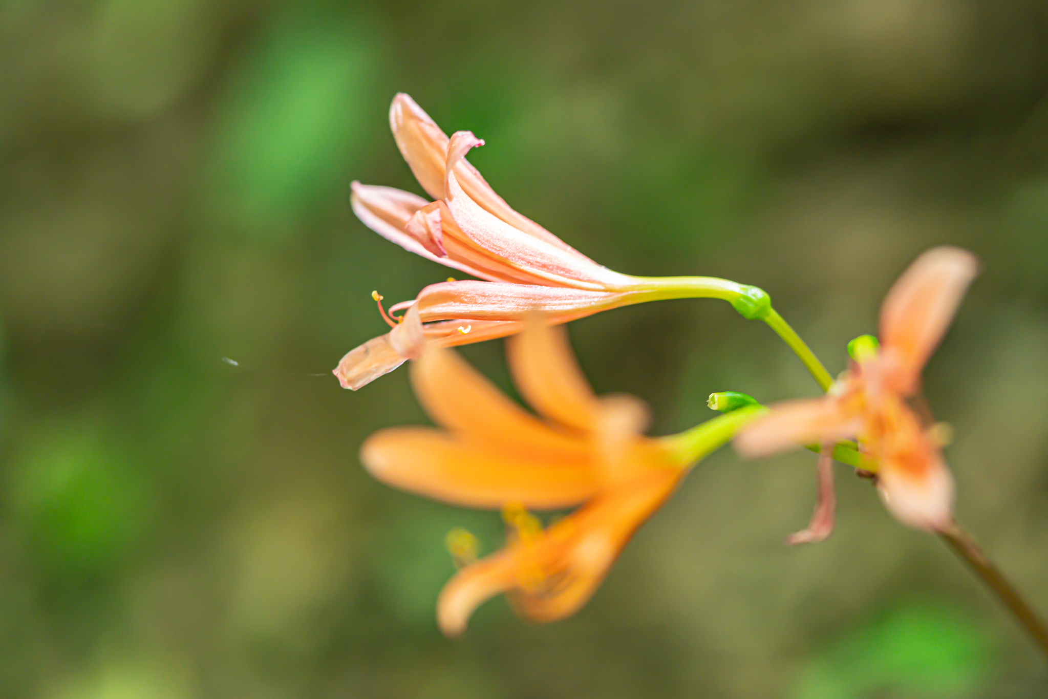らんまんに登場：キツネノカミソリ - 光と風と薔薇と
