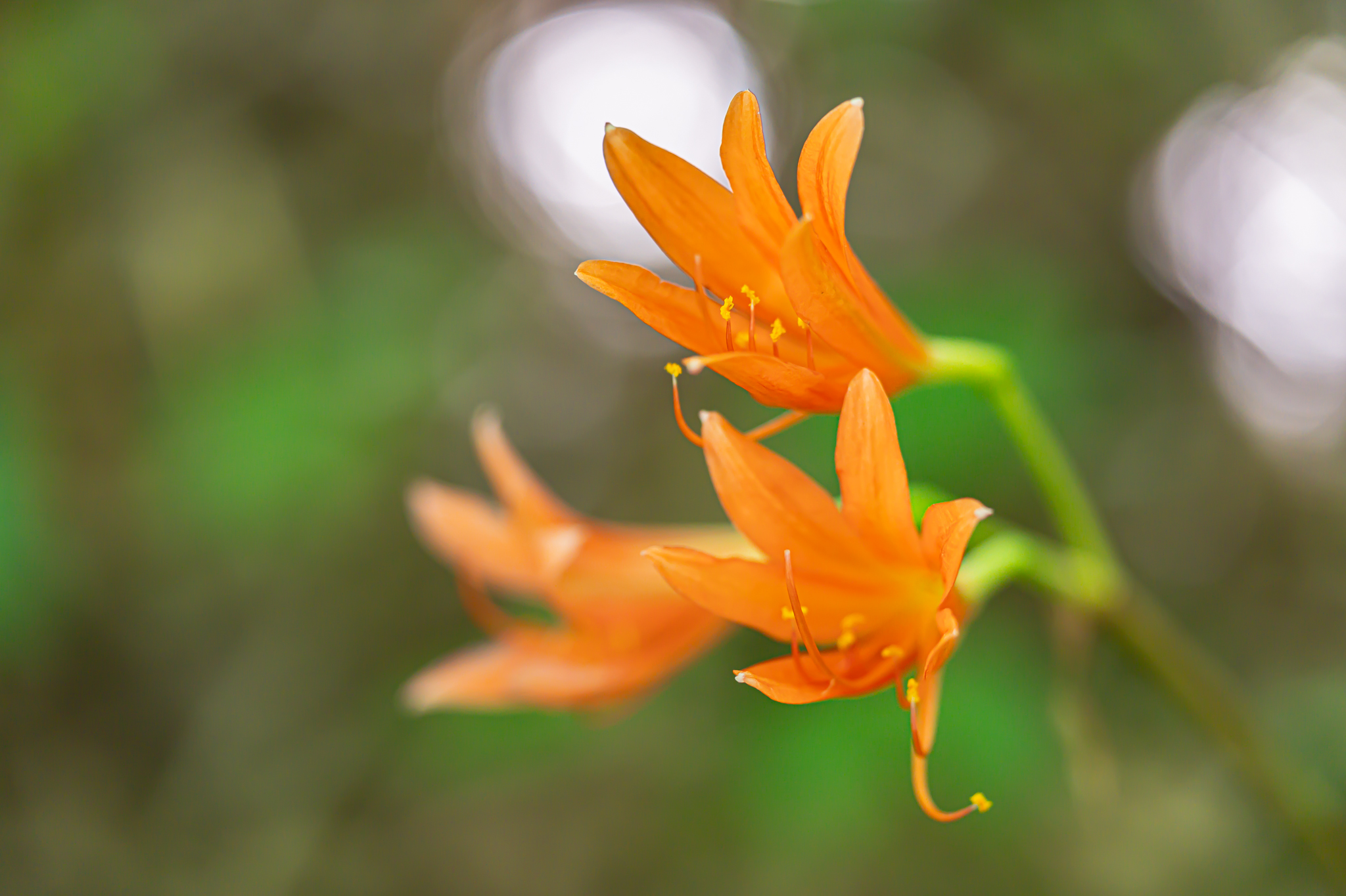 らんまんに登場：キツネノカミソリ - 光と風と薔薇と