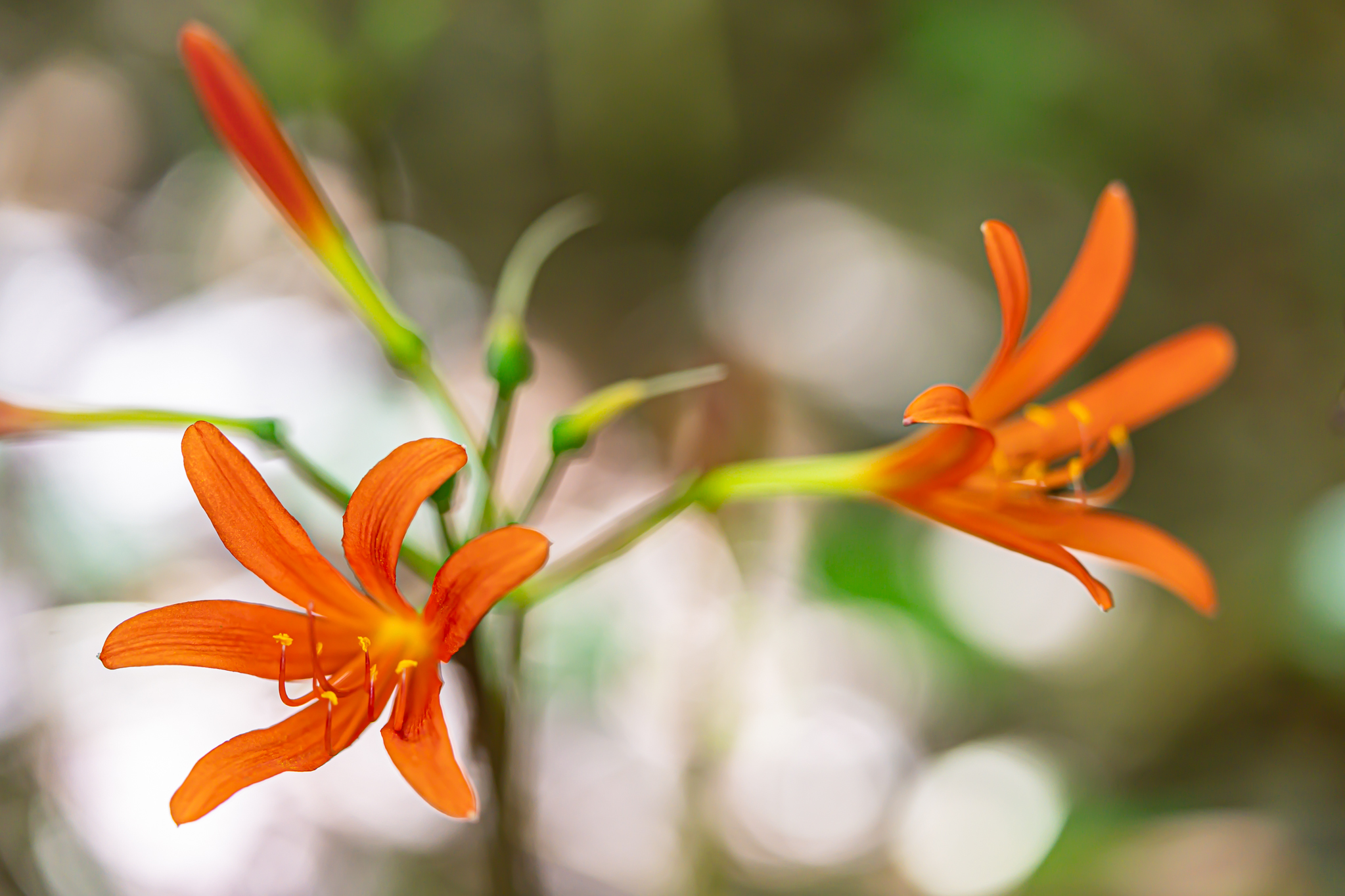 らんまんに登場：キツネノカミソリ - 光と風と薔薇と