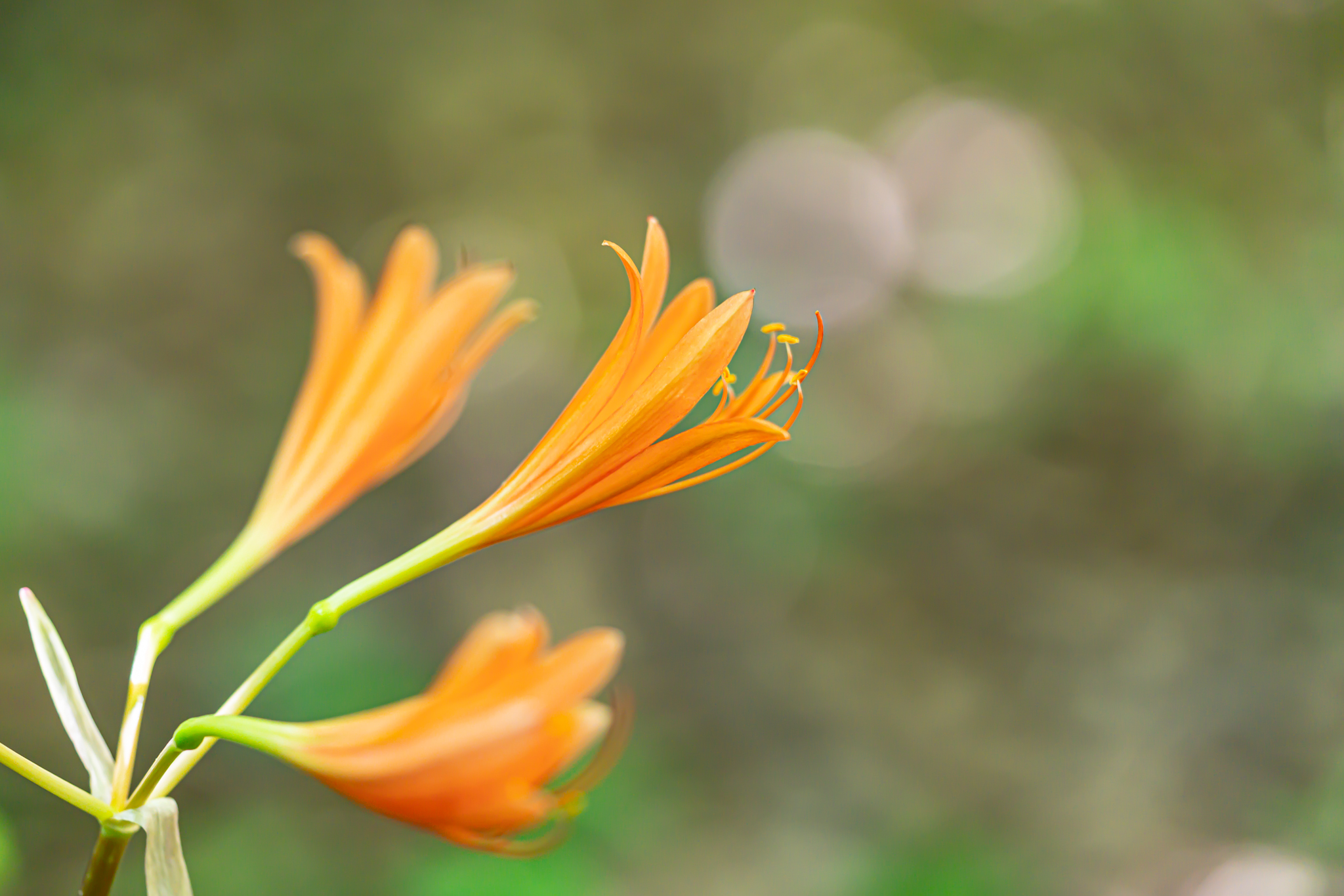 らんまんに登場：キツネノカミソリ - 光と風と薔薇と