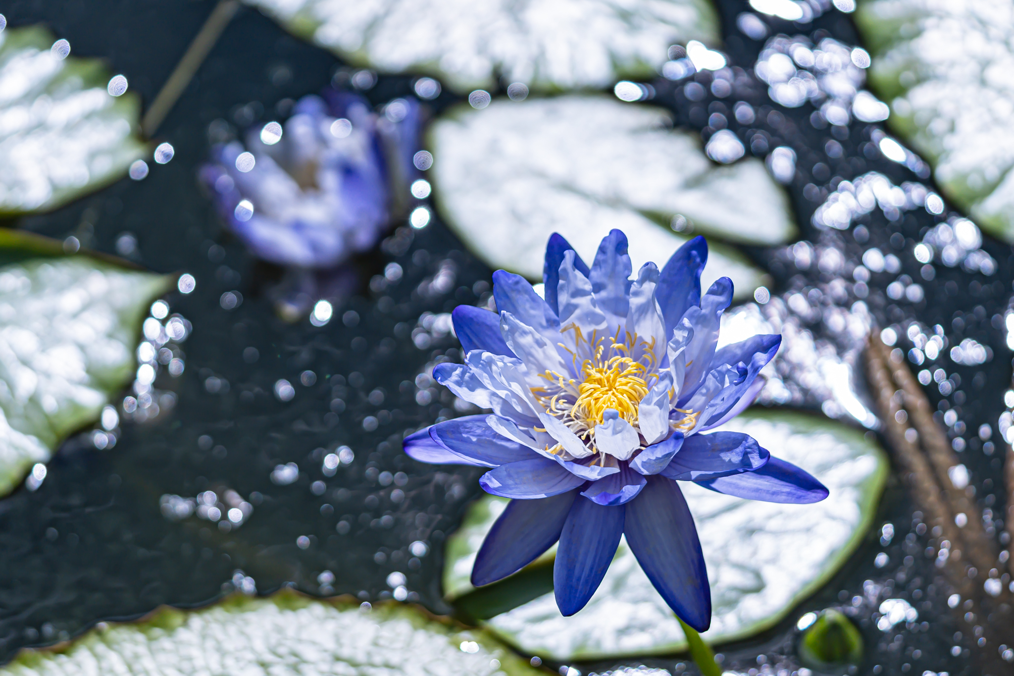 熱帯スイレンの青い花 - 光と風と薔薇と