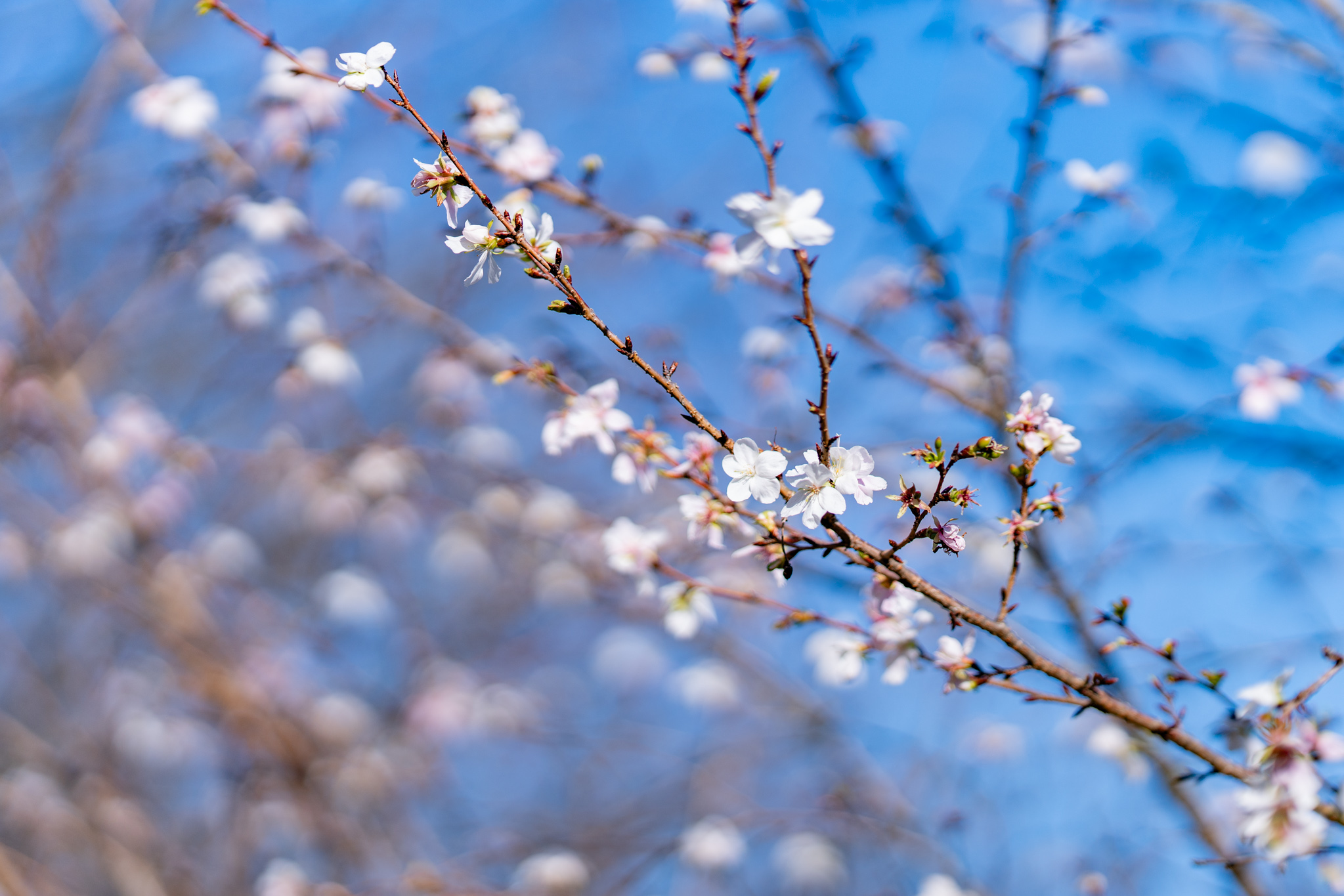冬に咲く富山の桜 - 光と風と薔薇と