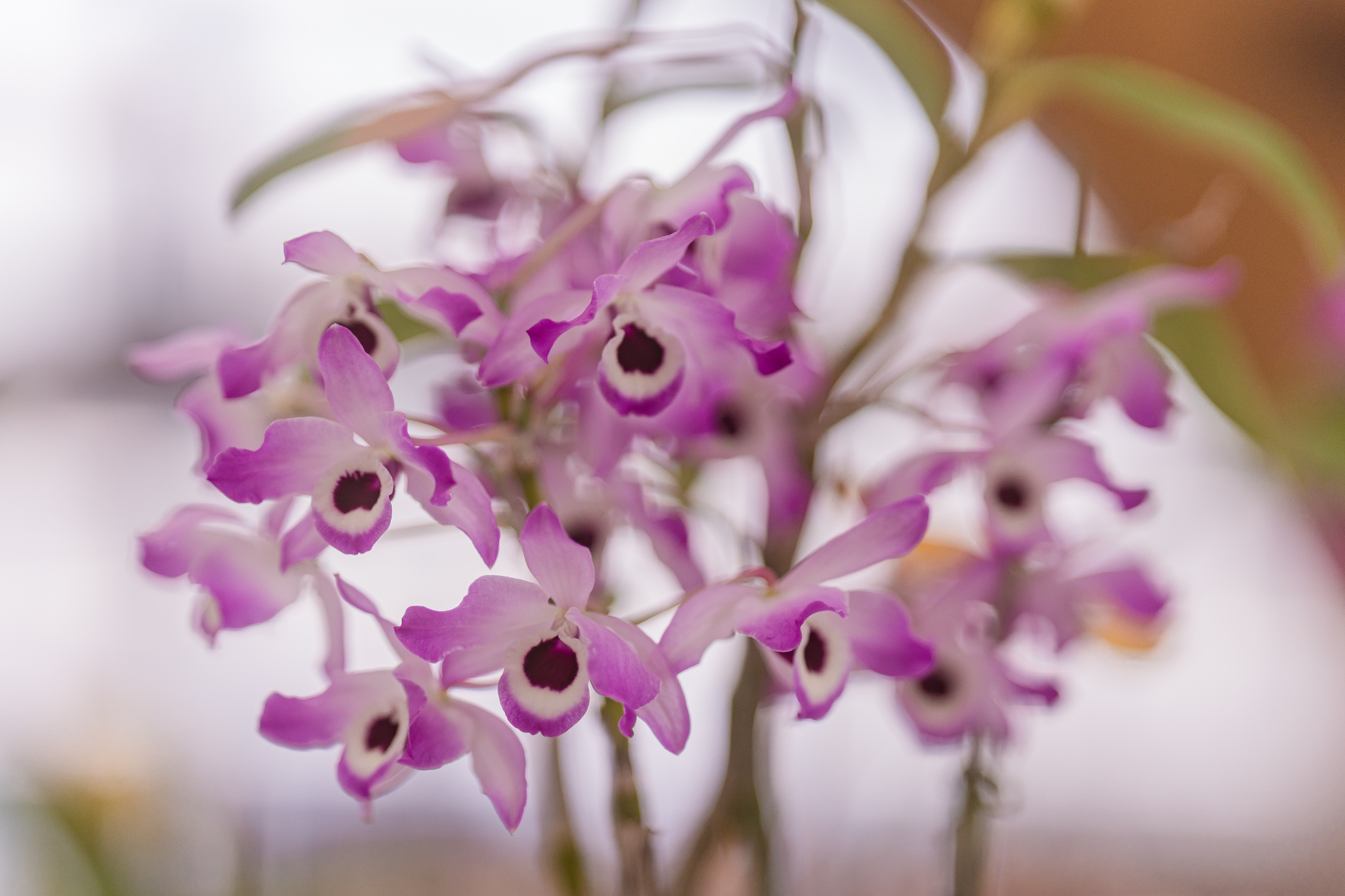 春を告げるランの花 - 光と風と薔薇と