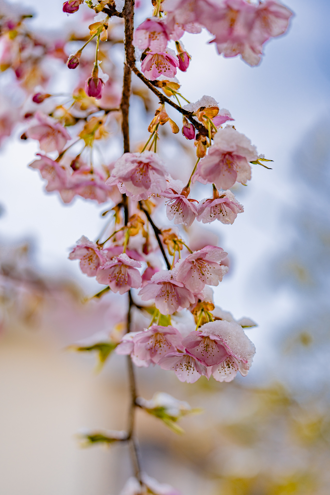 即購入可❣️②1番花 河津桜✨キラキラcharm Cherry blossoms in Kagawa , Japan🌸 The name of this cherry