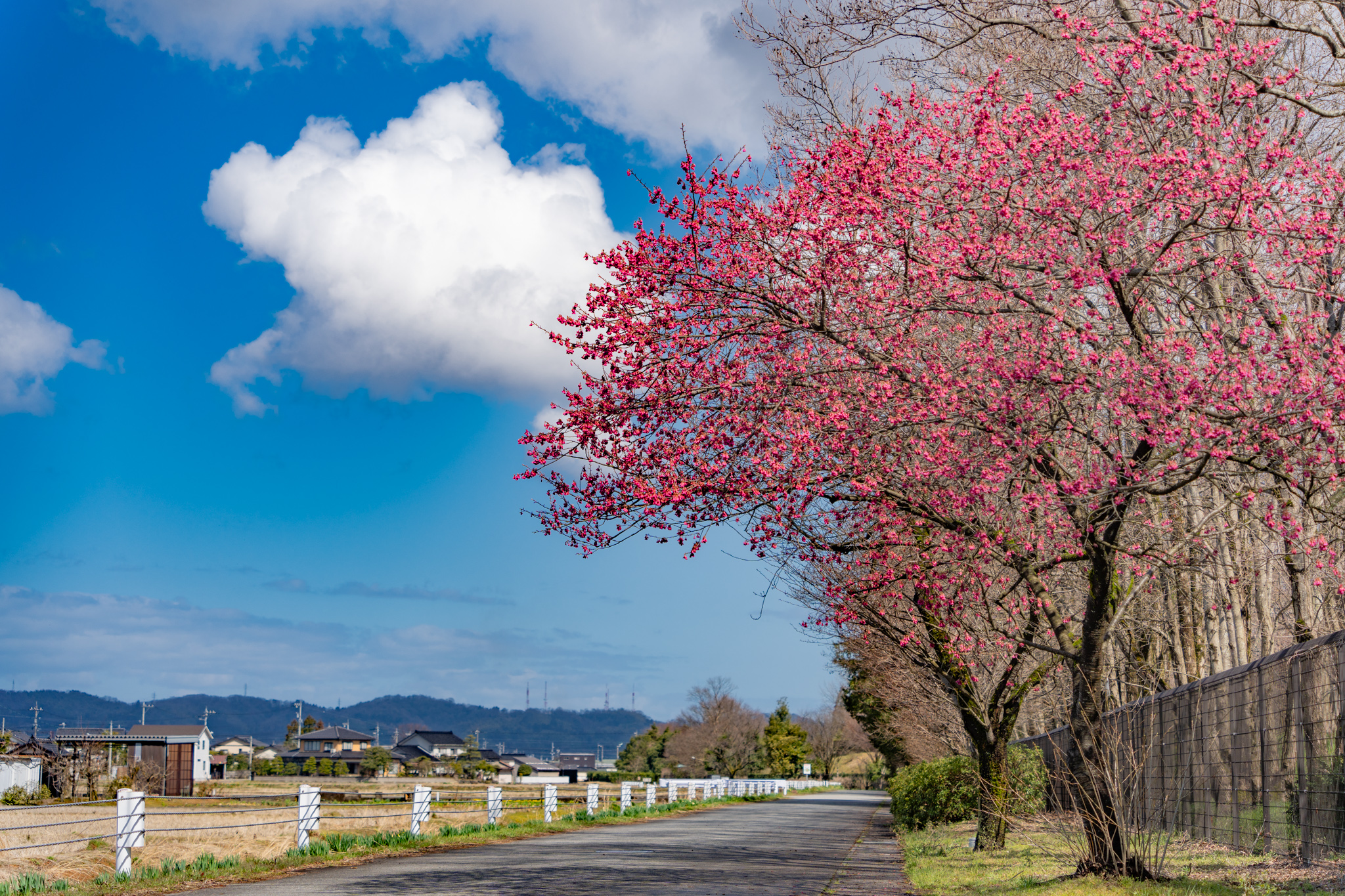 咲き始めた寒緋桜 - 光と風と薔薇と