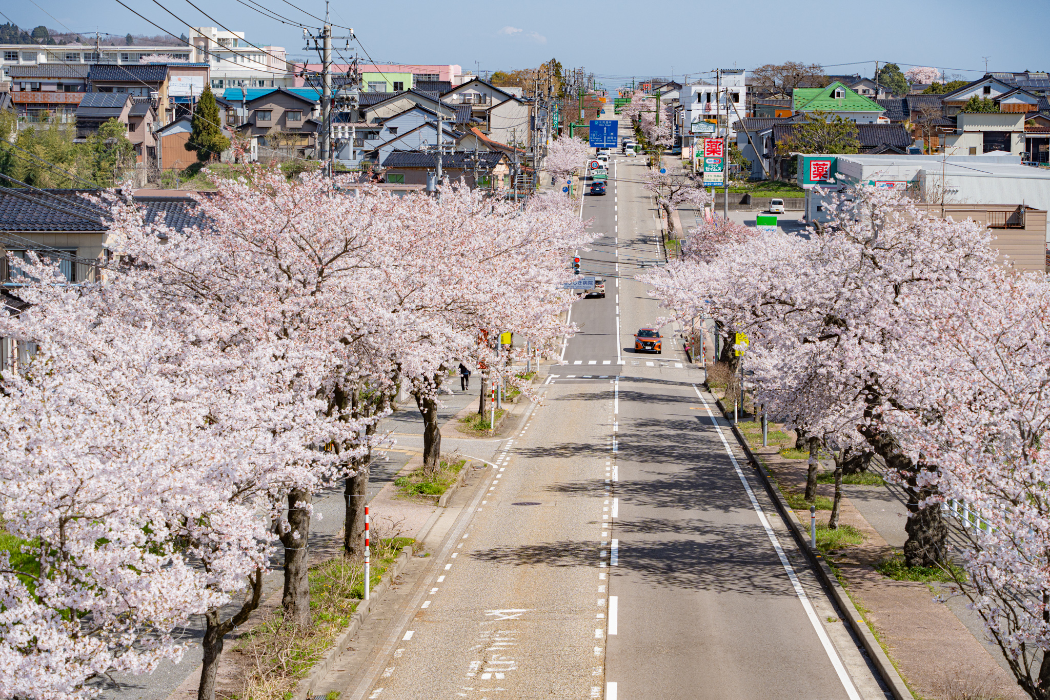 満開の桜道：高岡市伏木の十間道路 - 光と風と薔薇と
