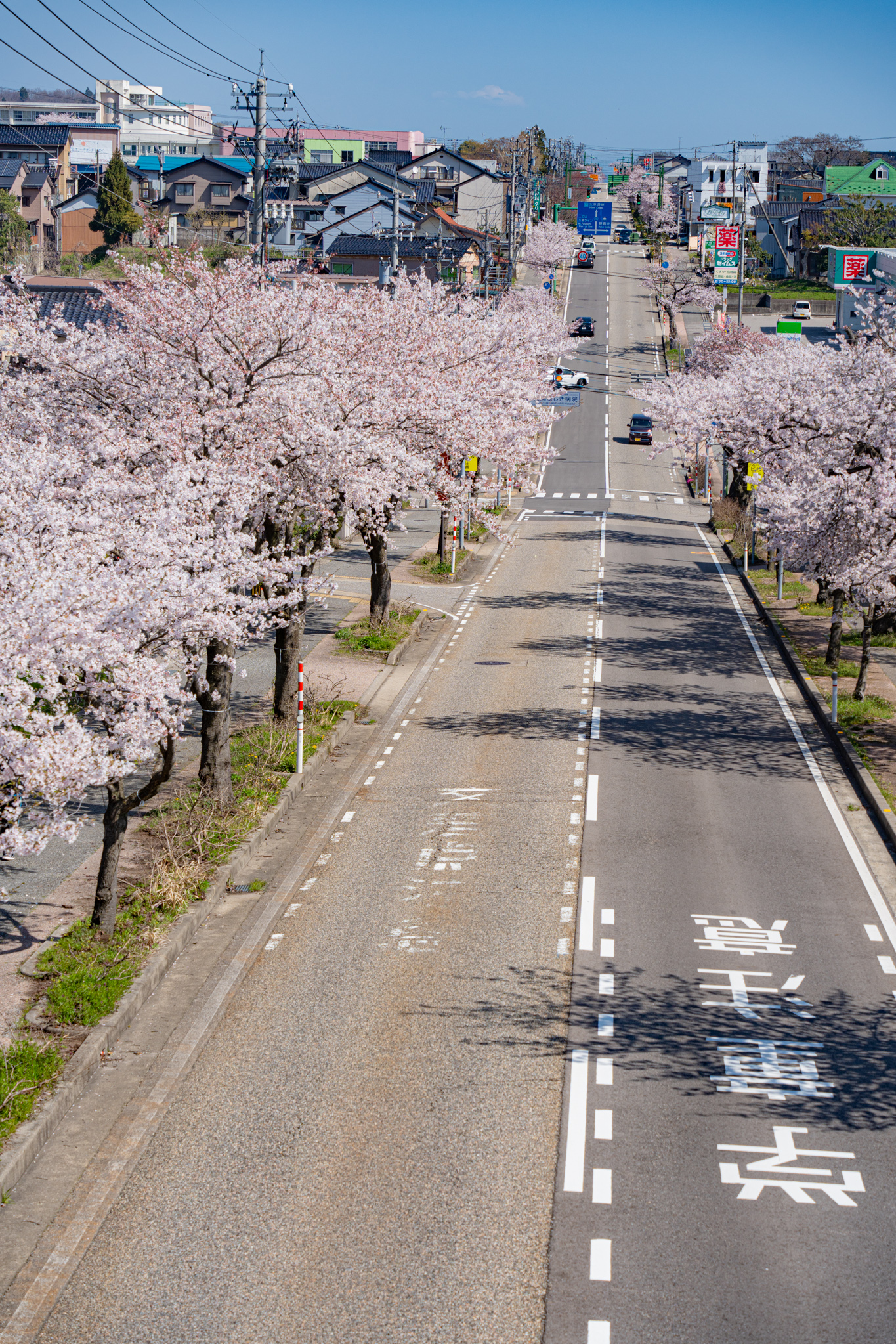 満開の桜道：高岡市伏木の十間道路 - 光と風と薔薇と