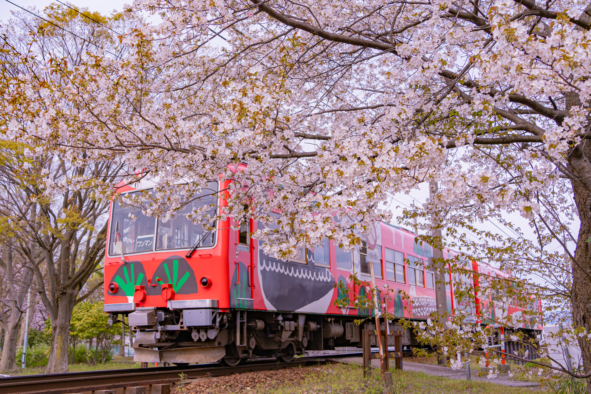 桜電車：ヤマザクラと富山もよう - 光と風と薔薇と