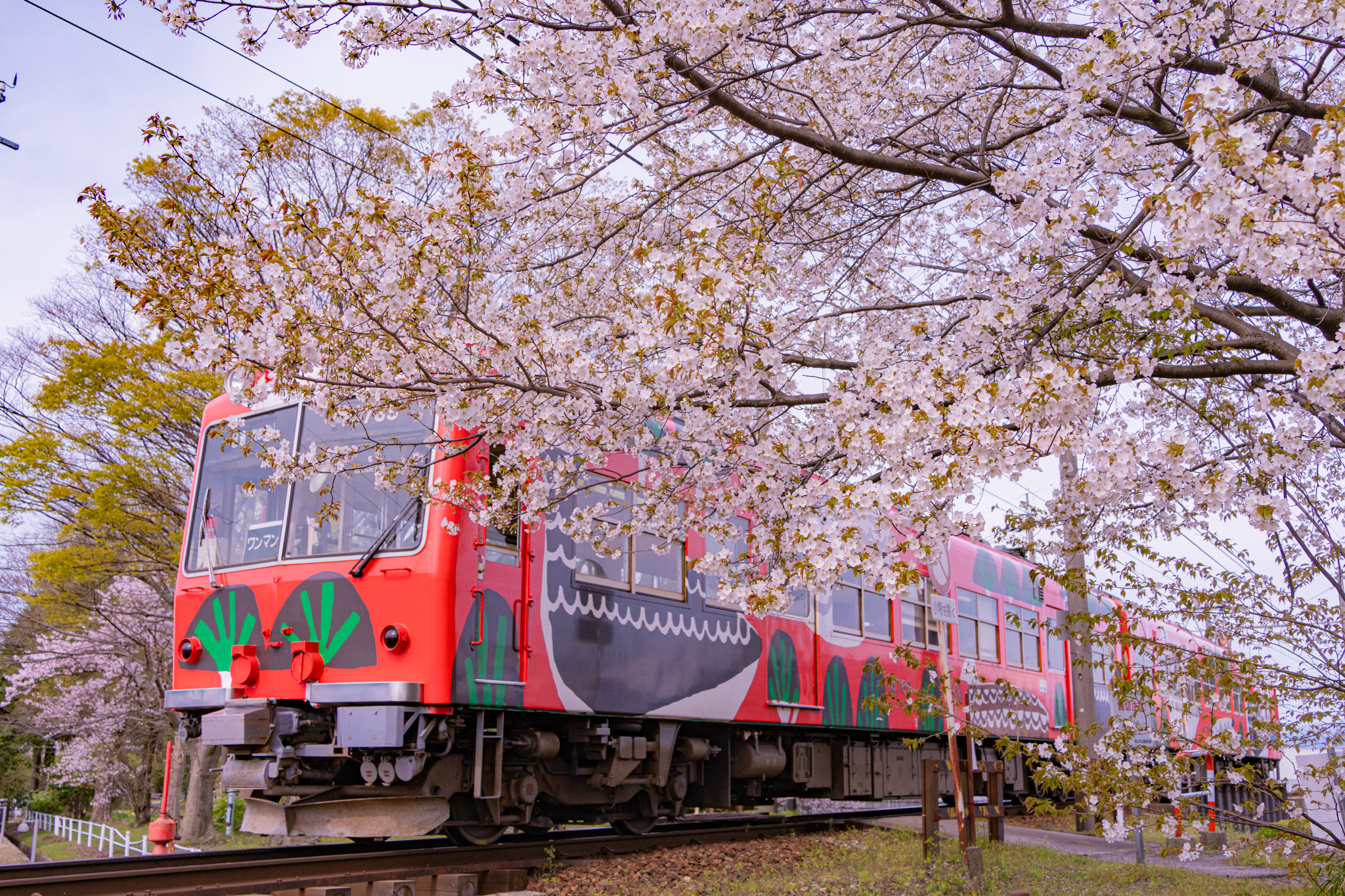桜電車：ヤマザクラと富山もよう - 光と風と薔薇と