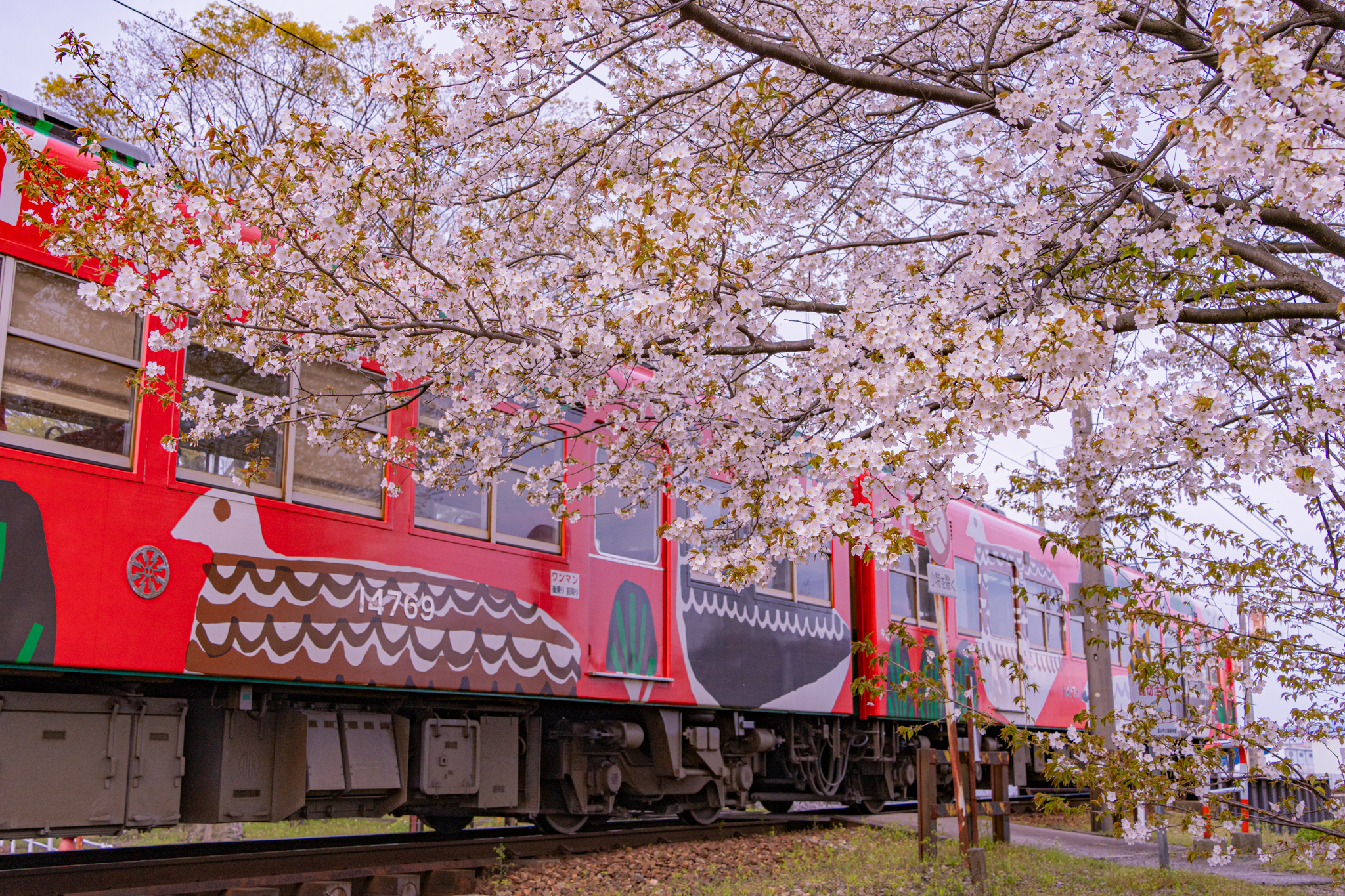 桜電車：ヤマザクラと富山もよう - 光と風と薔薇と