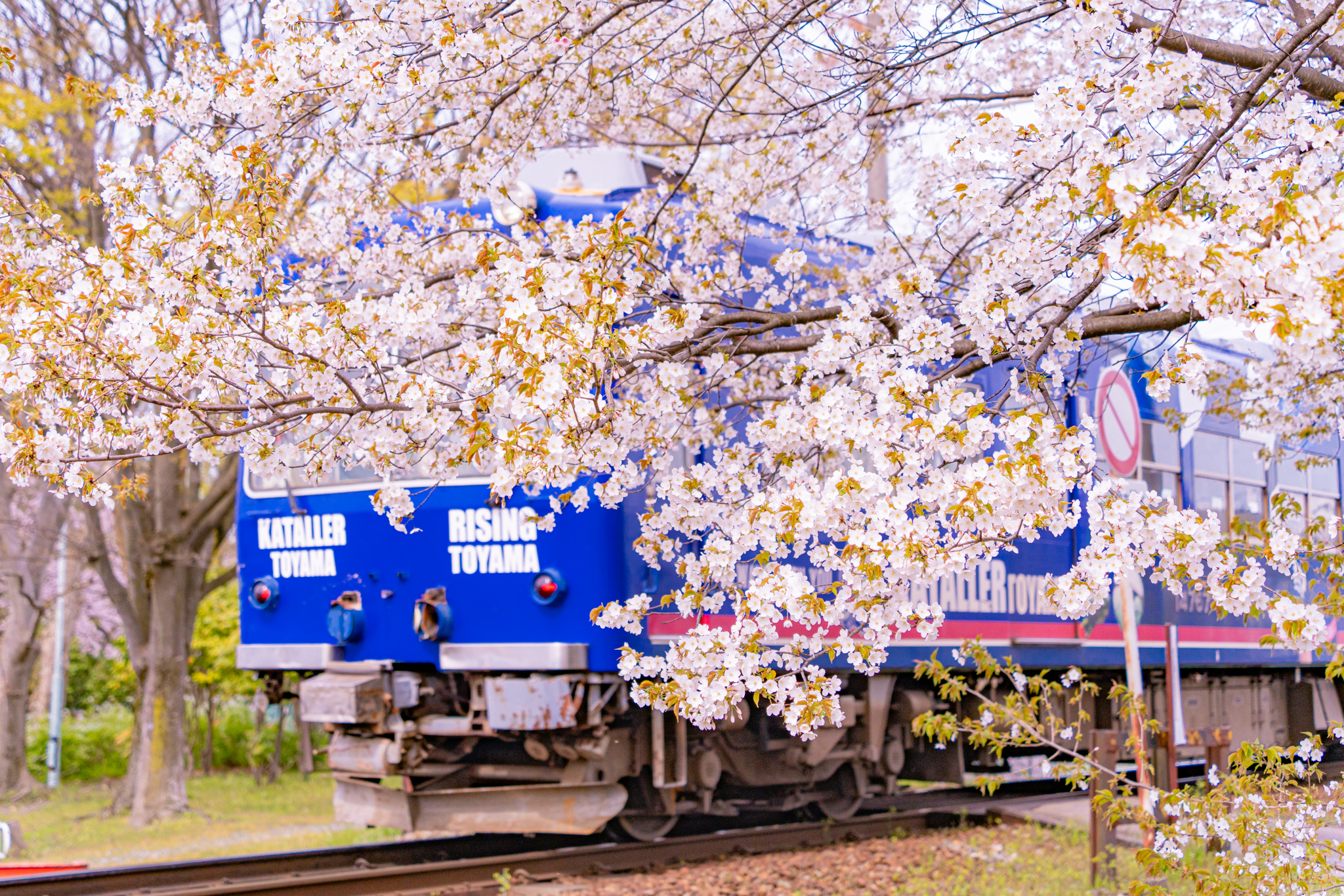 桜電車：ヤマザクラと富山もよう - 光と風と薔薇と