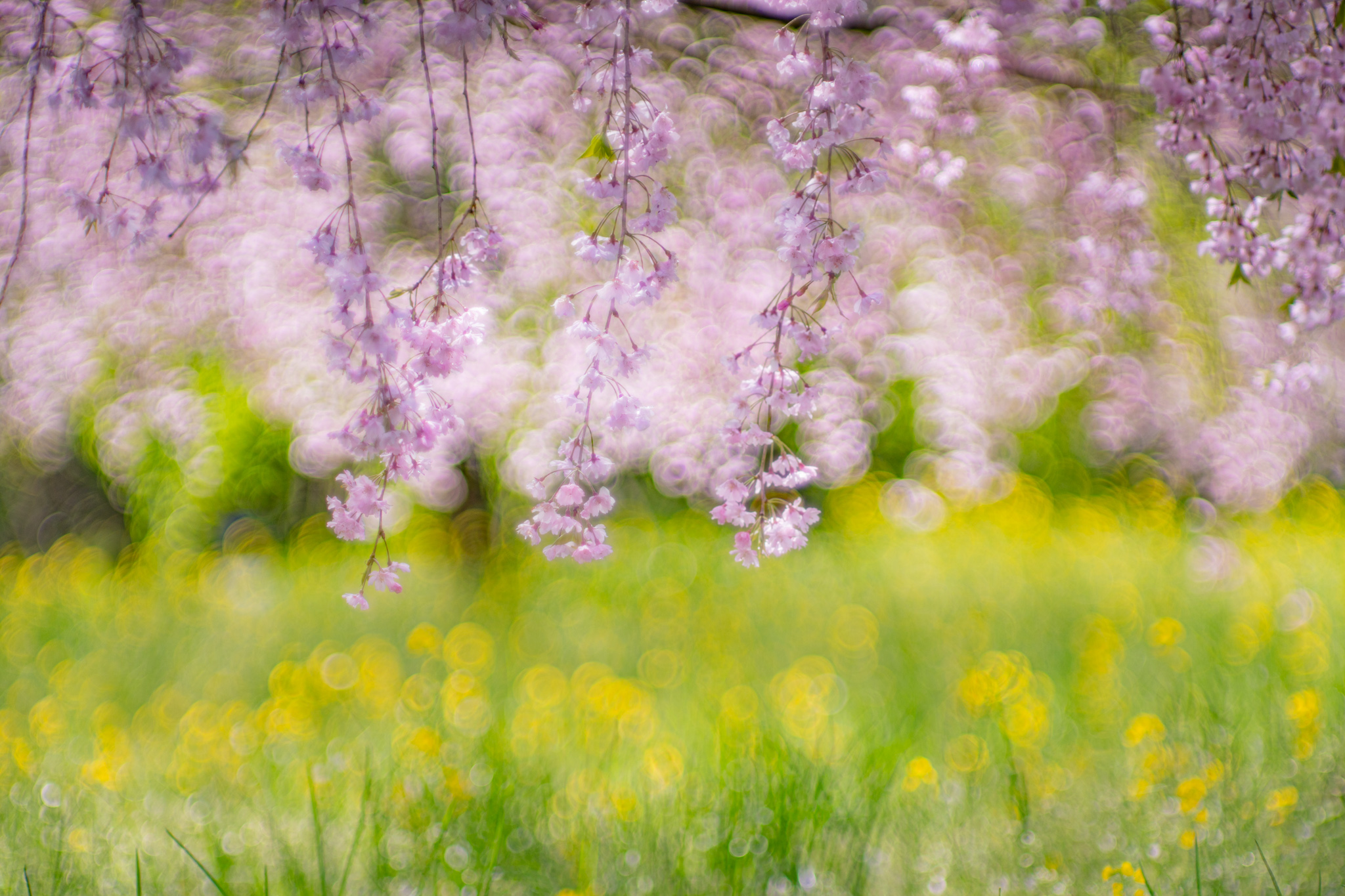 谷崎潤一郎も愛でた桜：ヤエベニシダレ - 光と風と薔薇と