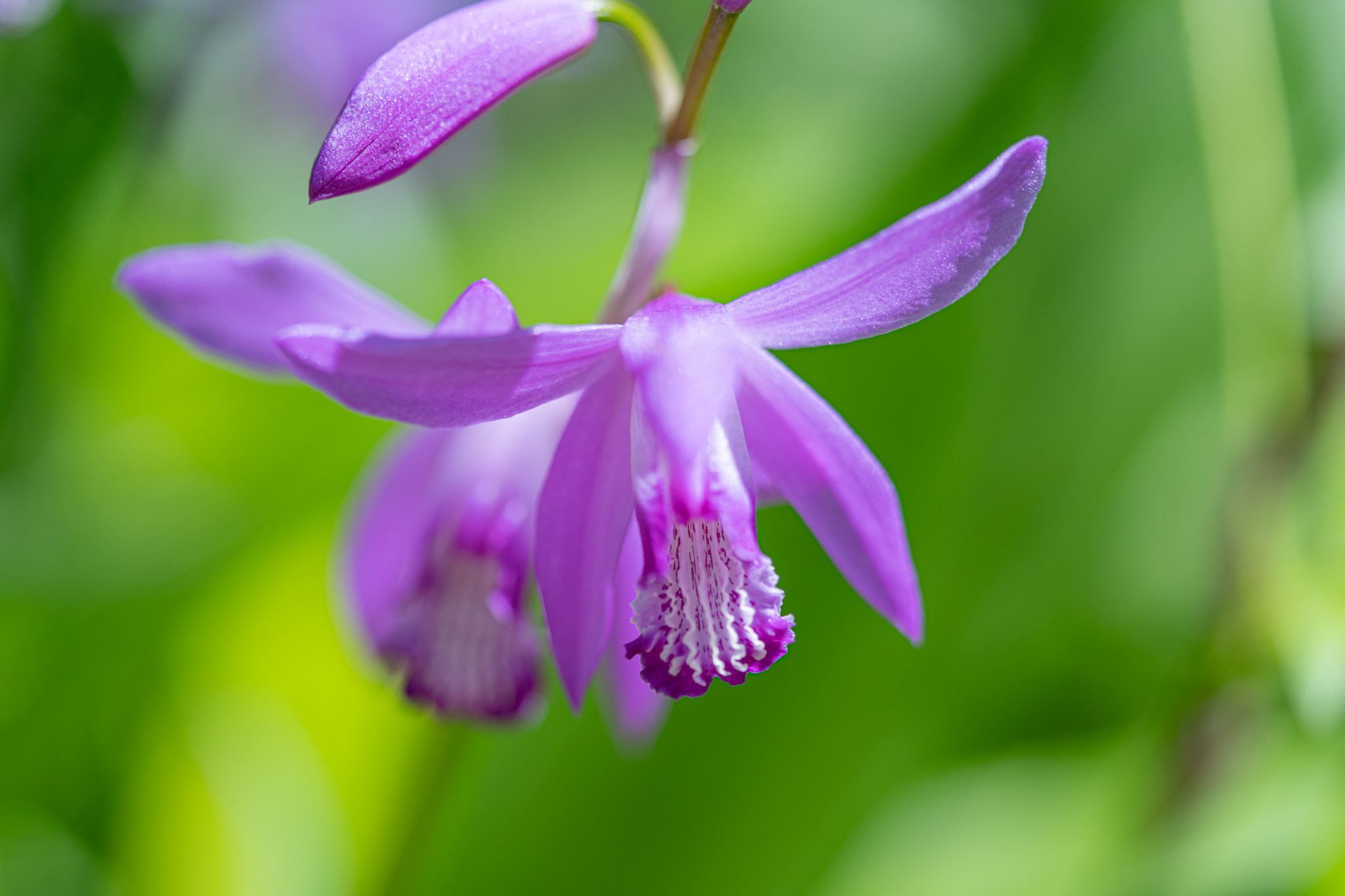 小さくてもランの仲間:庭のシラン - 光と風と薔薇と